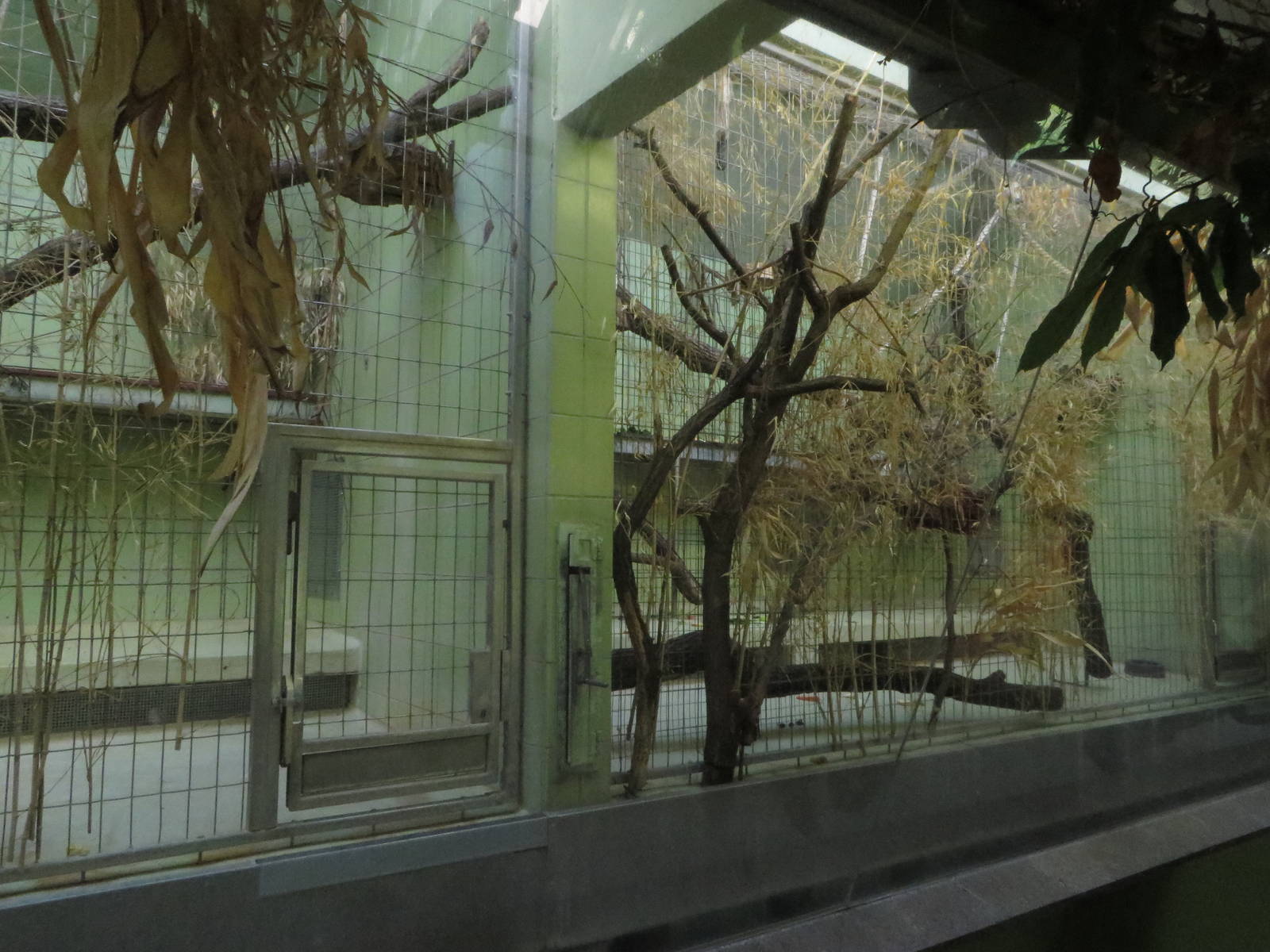 Monkey house - guereza indoors