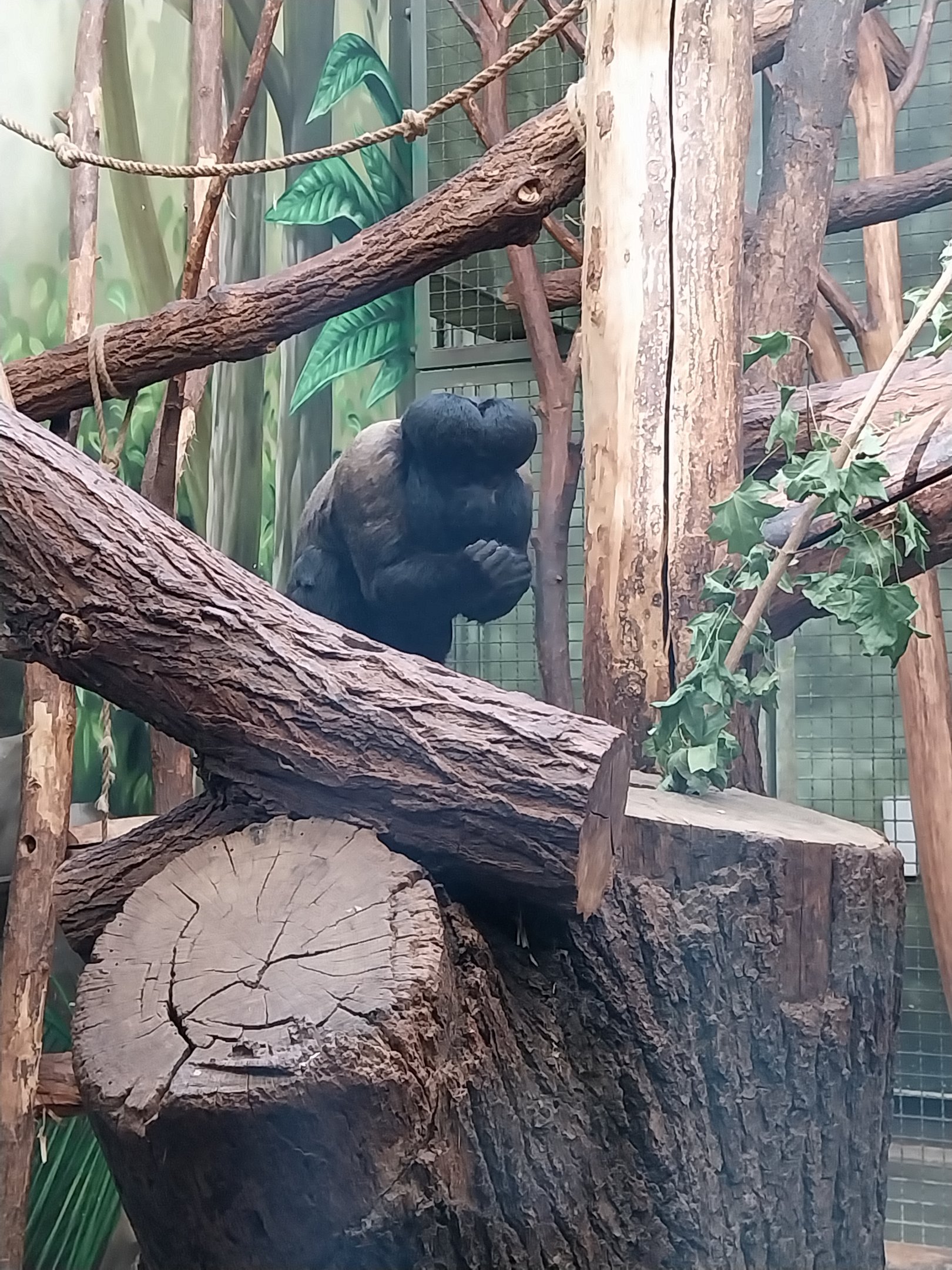 Monkey House - Guinean Bearded Saki (Chiropotes sagulatus)