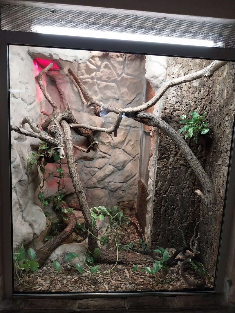 Monkey House - Haitian Boa (Chilabothrus striatus = Epicrates striatus)