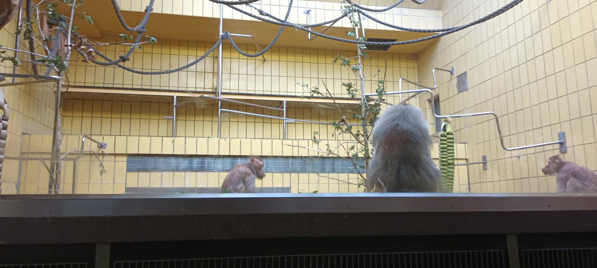 Monkey House: Hamadryas Baboons