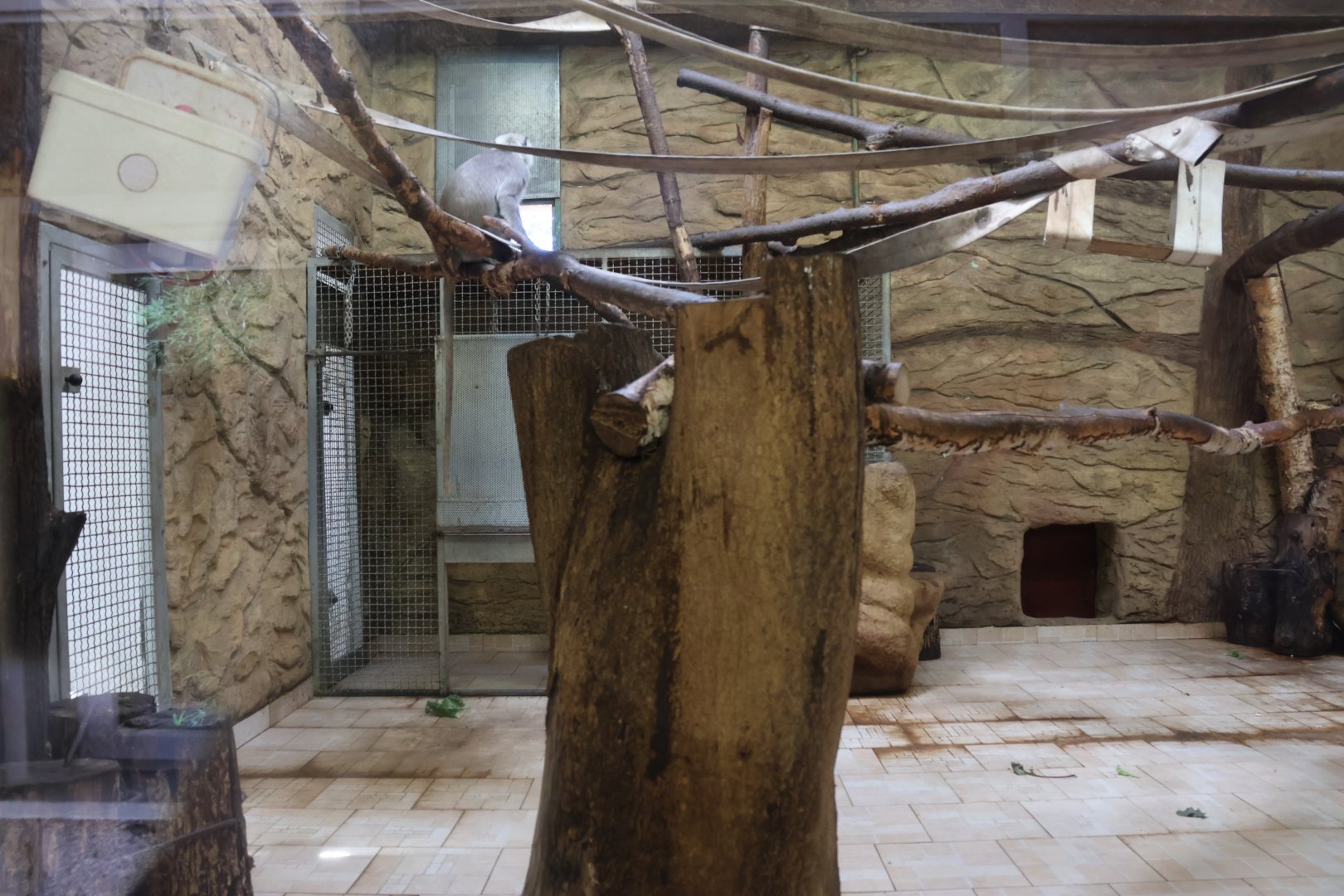 Monkey House - Hanuman langur (Semnipithecus entellus)