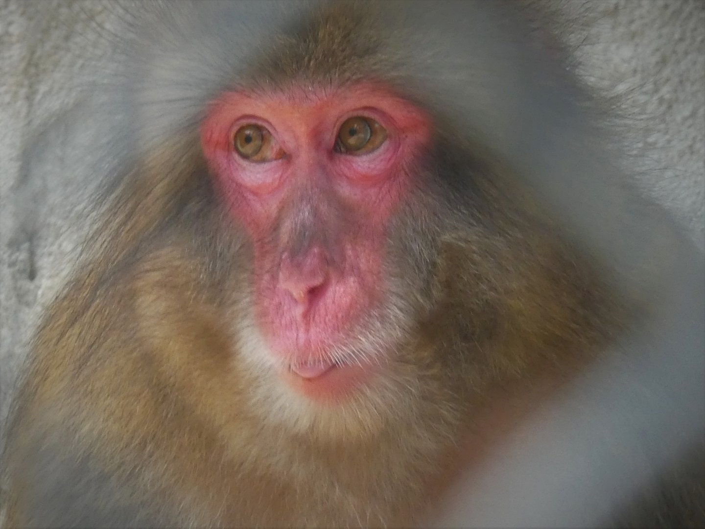 Monkey House - Japanese Macaque - Tess