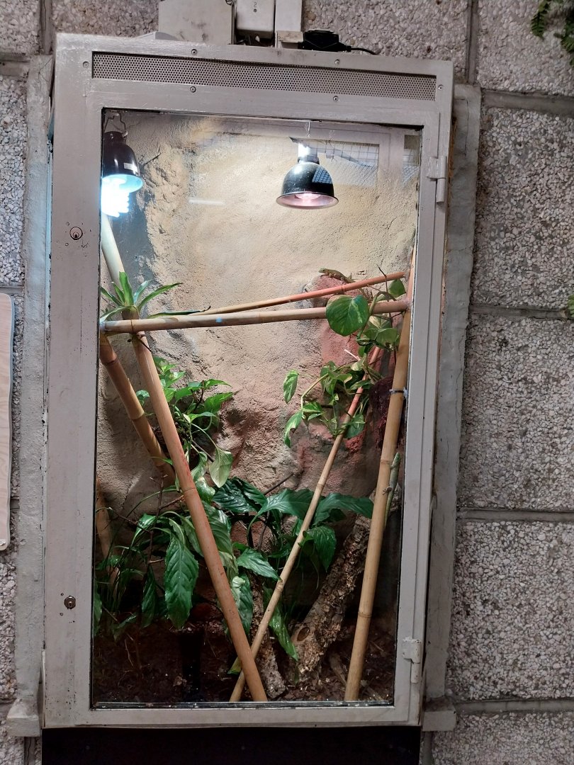 Monkey House - Koch's Giant Day Gecko (Phelsuma madagascariensis kochi)