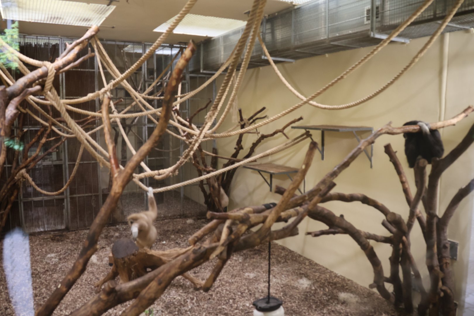 Monkey House - Lar Gibbon (Hylobates lar)