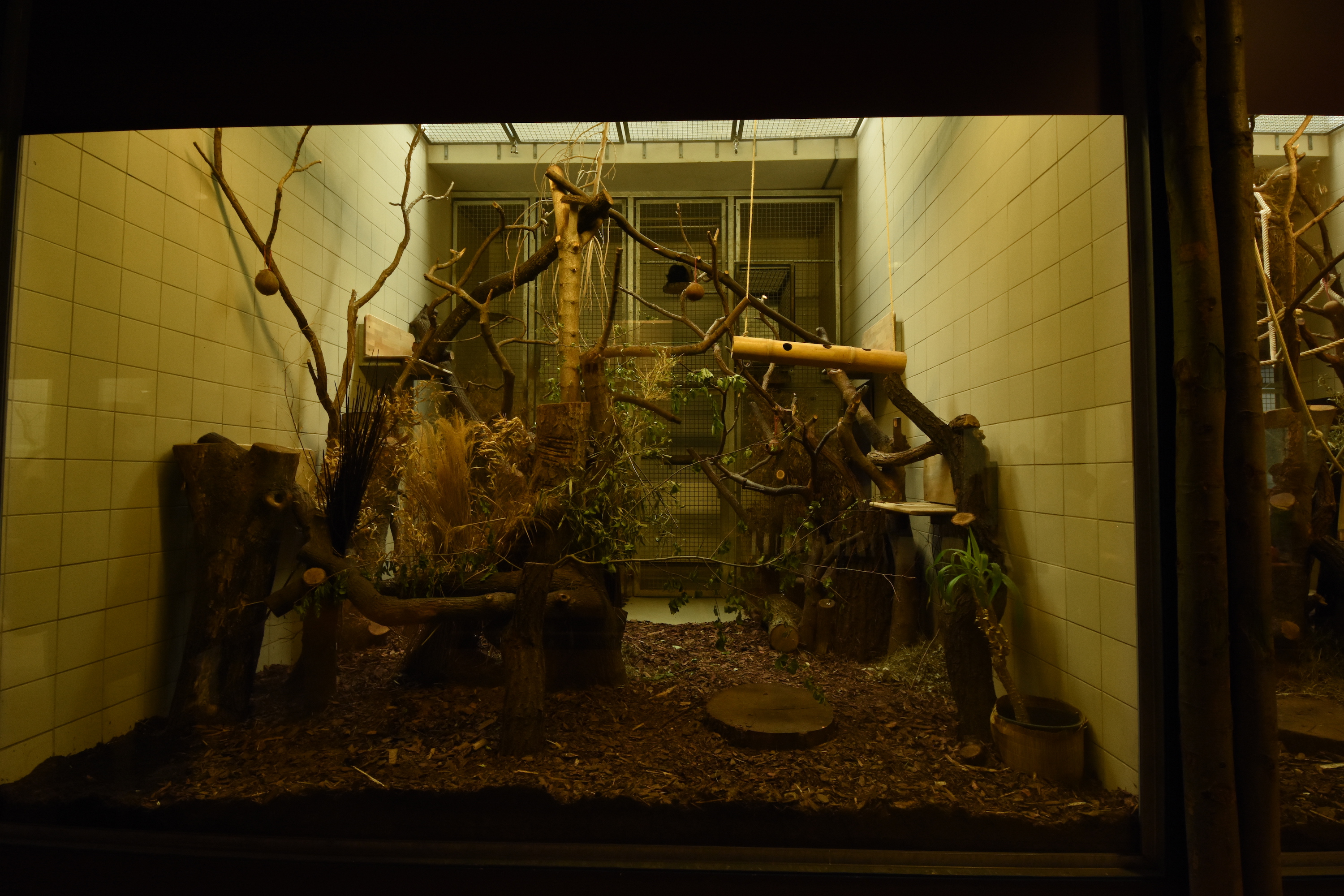 Monkey house - Lemur indoors