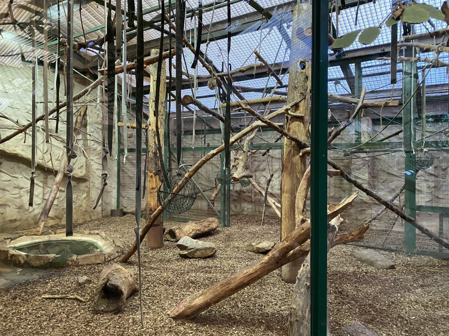 Monkey House - Lion-tailed macaque indoors 071020