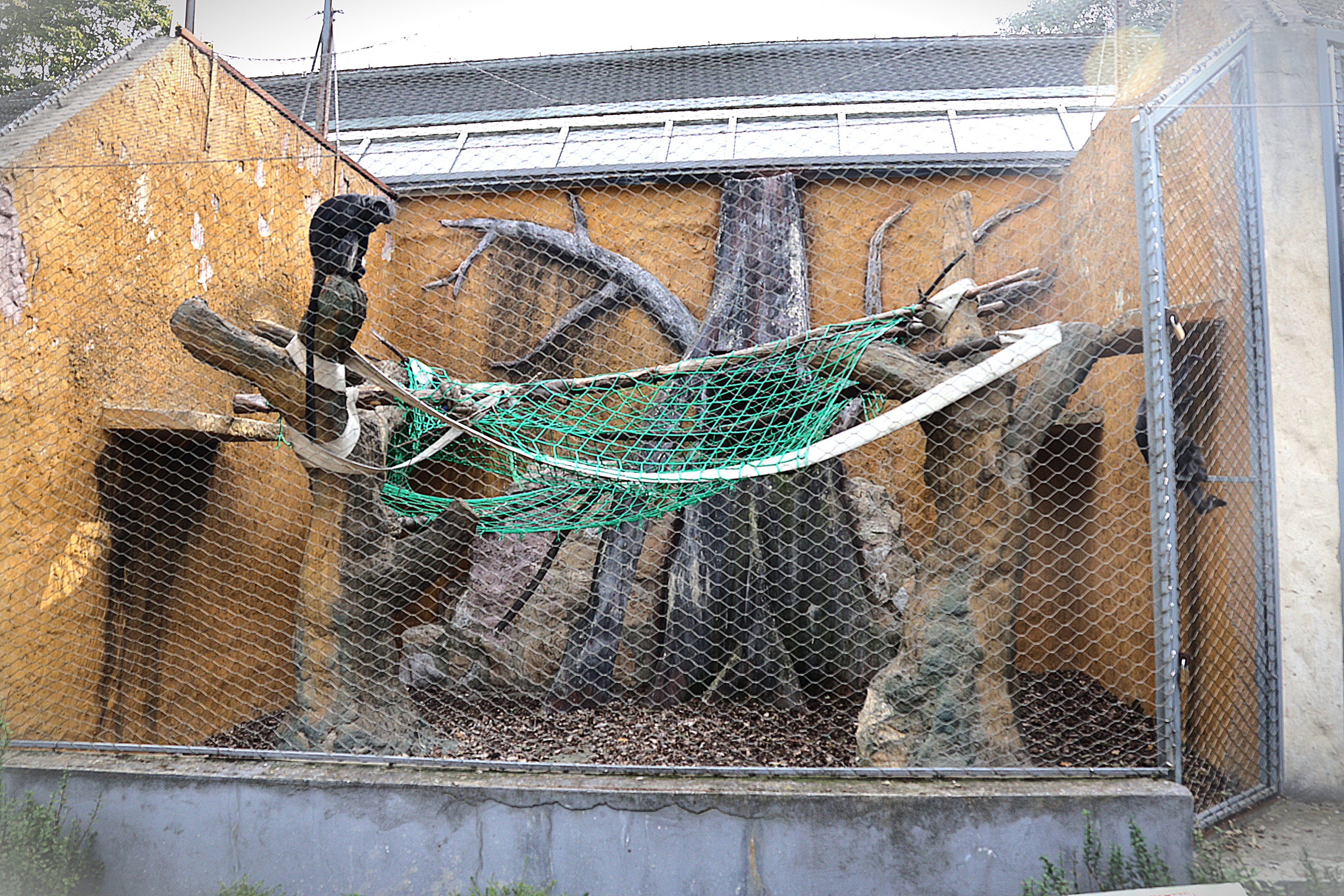 Monkey House - Lion-tailed Macaque (Macaca silenus)
