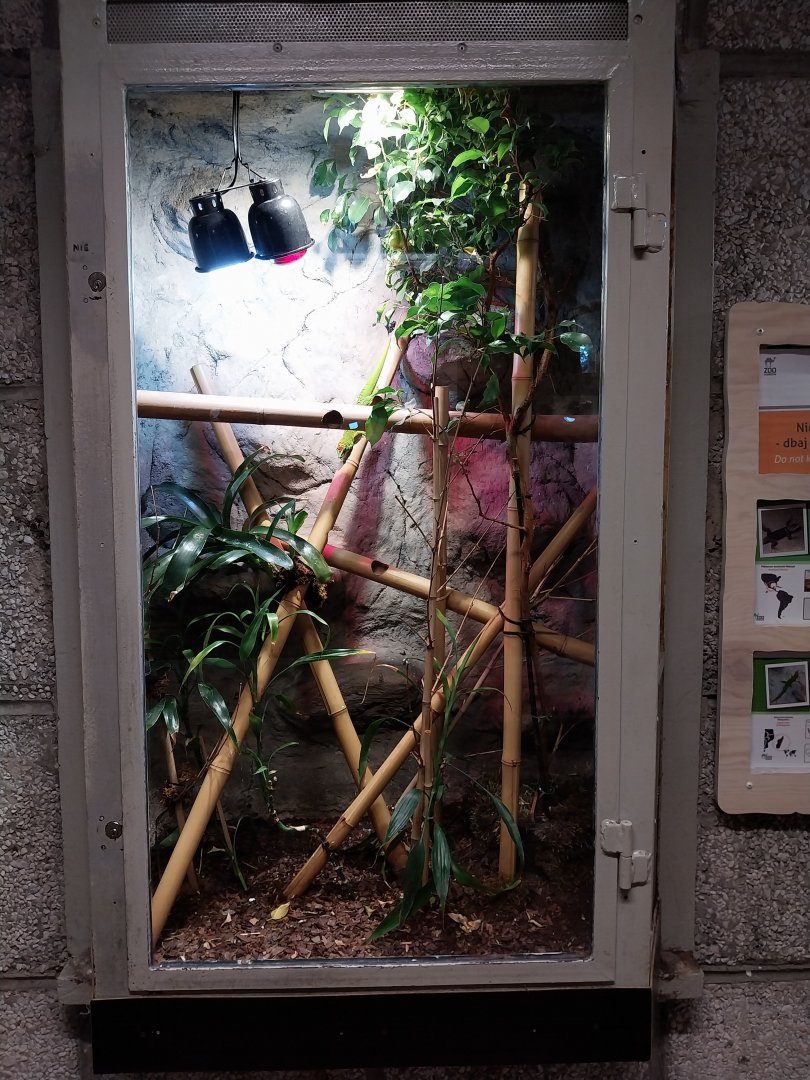 Monkey House - Madagascar Day Gecko (Phelsuma madagascariensis grandis)