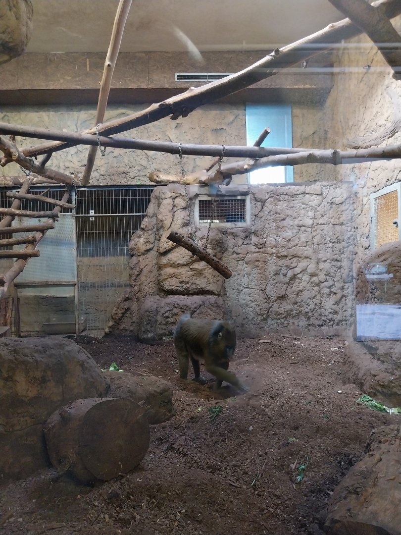 Monkey House - Mandrill (Mandrillus sphinx)
