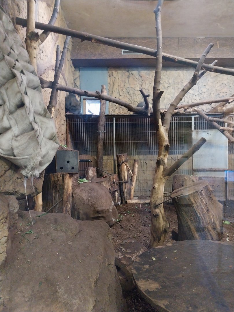 Monkey House - Mandrill (Mandrillus sphinx)