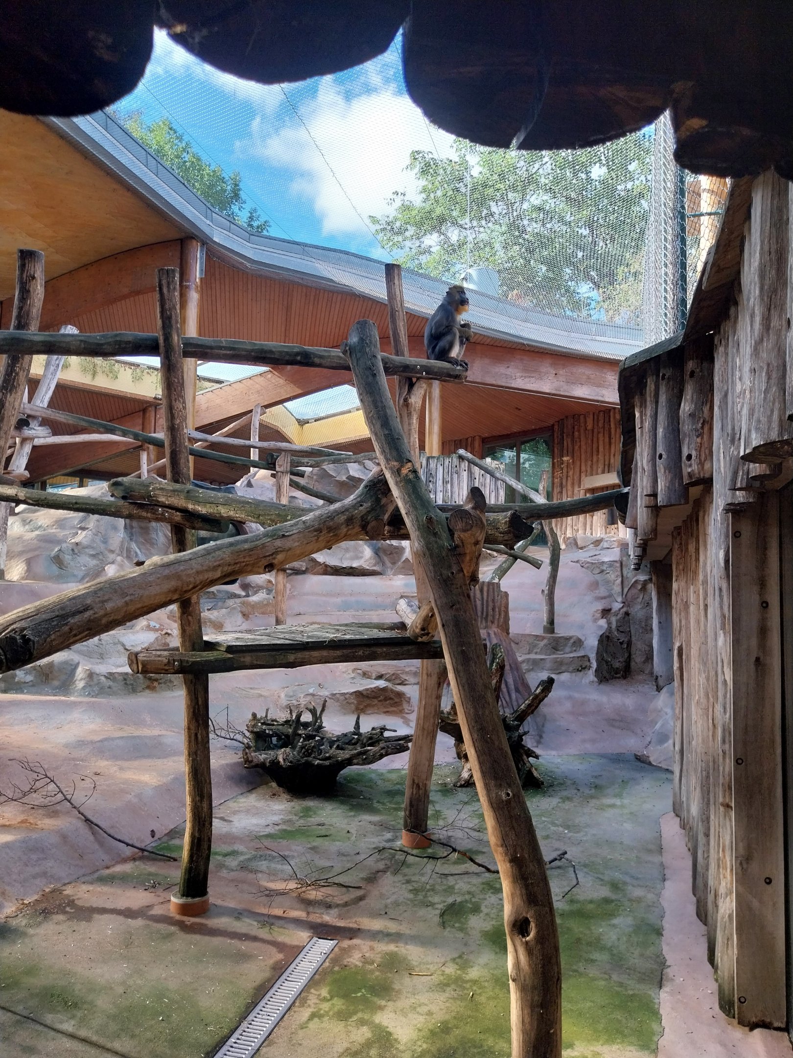 Monkey House - Mandrill (Mandrillus sphinx)