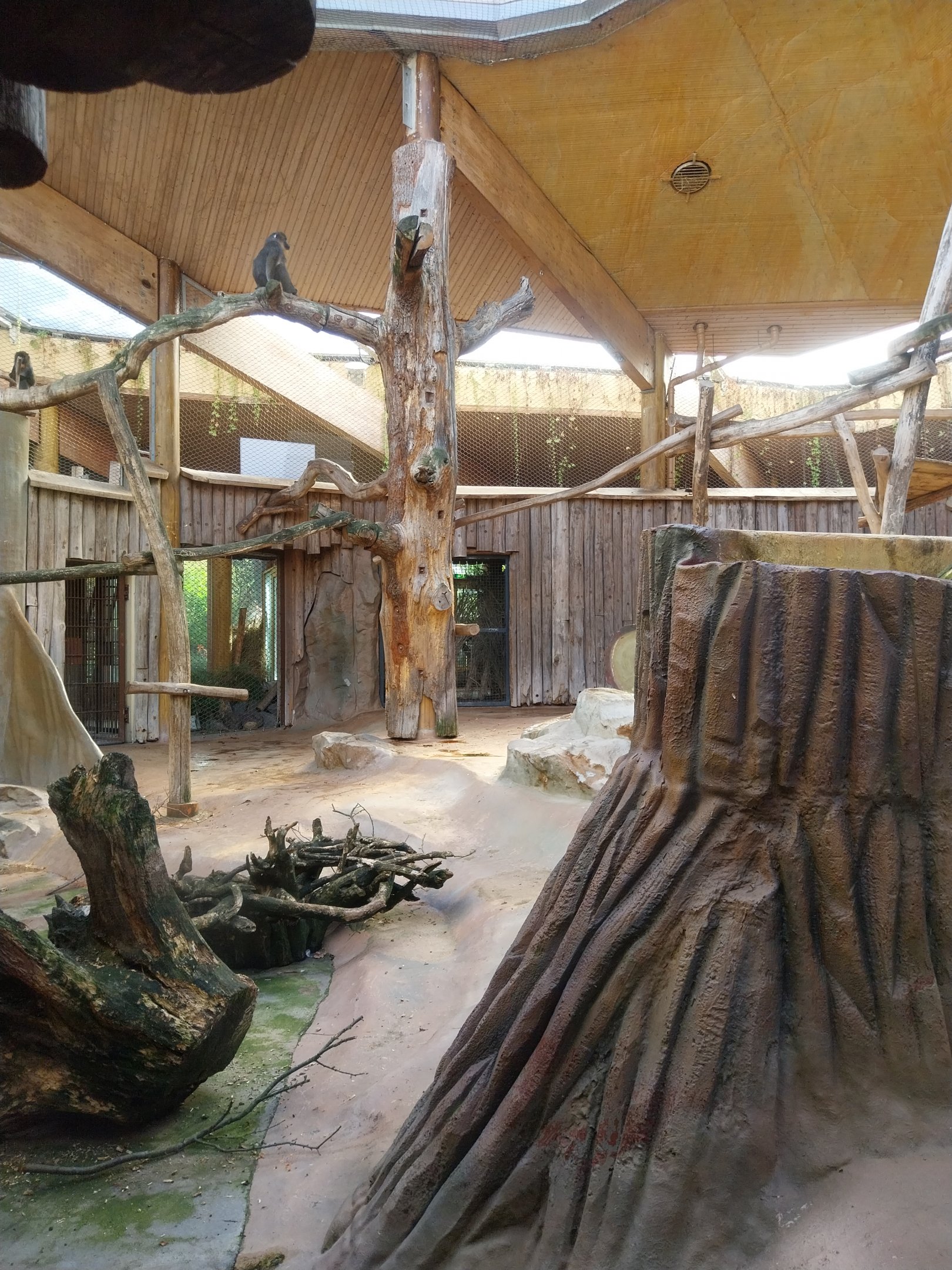 Monkey House - Mandrill (Mandrillus sphinx)