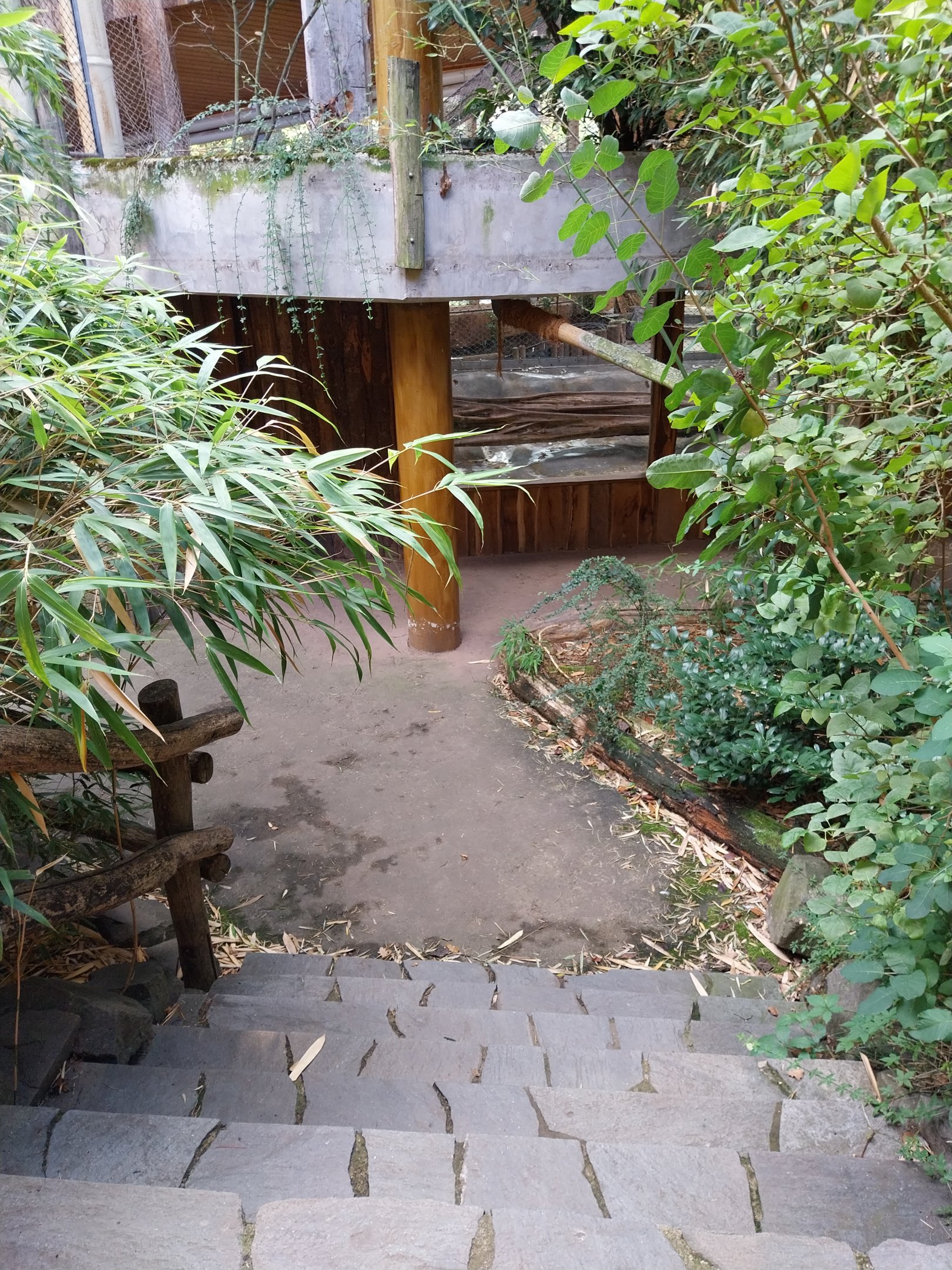 Monkey House - Mandrill (Mandrillus sphinx)