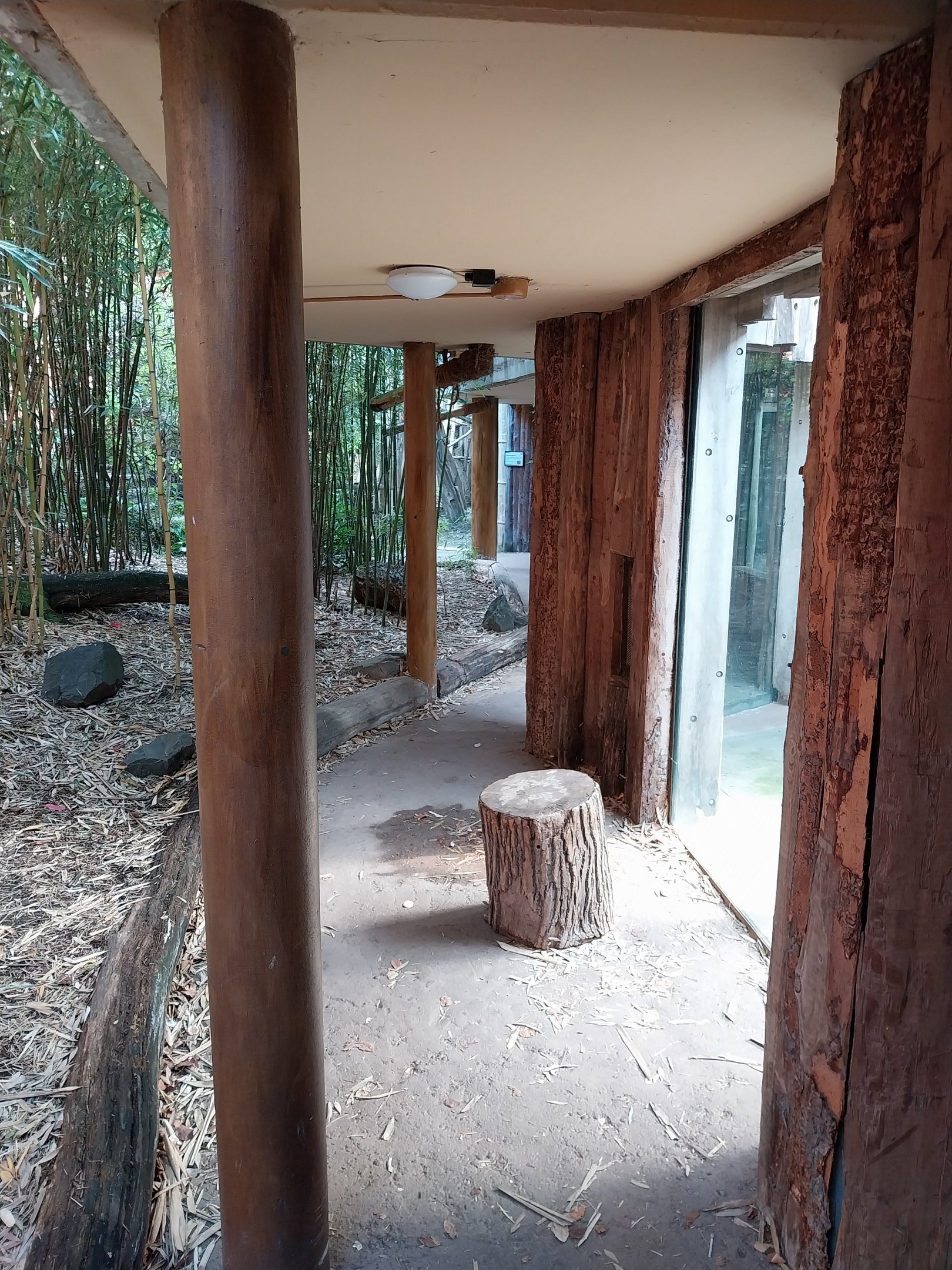 Monkey House - Mandrill (Mandrillus sphinx)