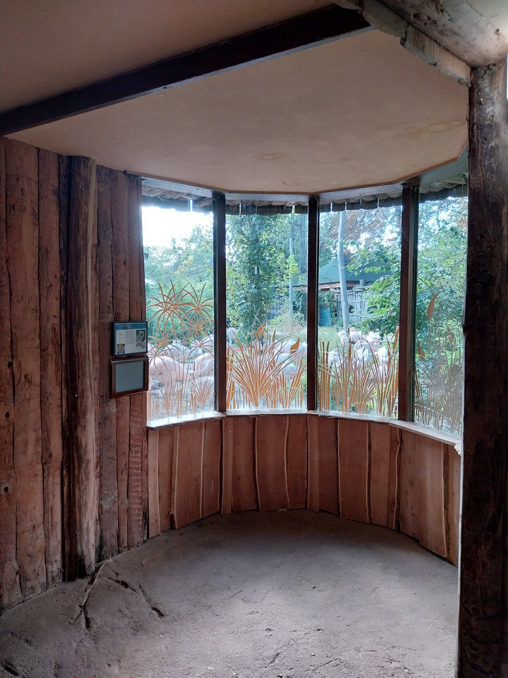 Monkey House - Mandrill (Mandrillus sphinx)