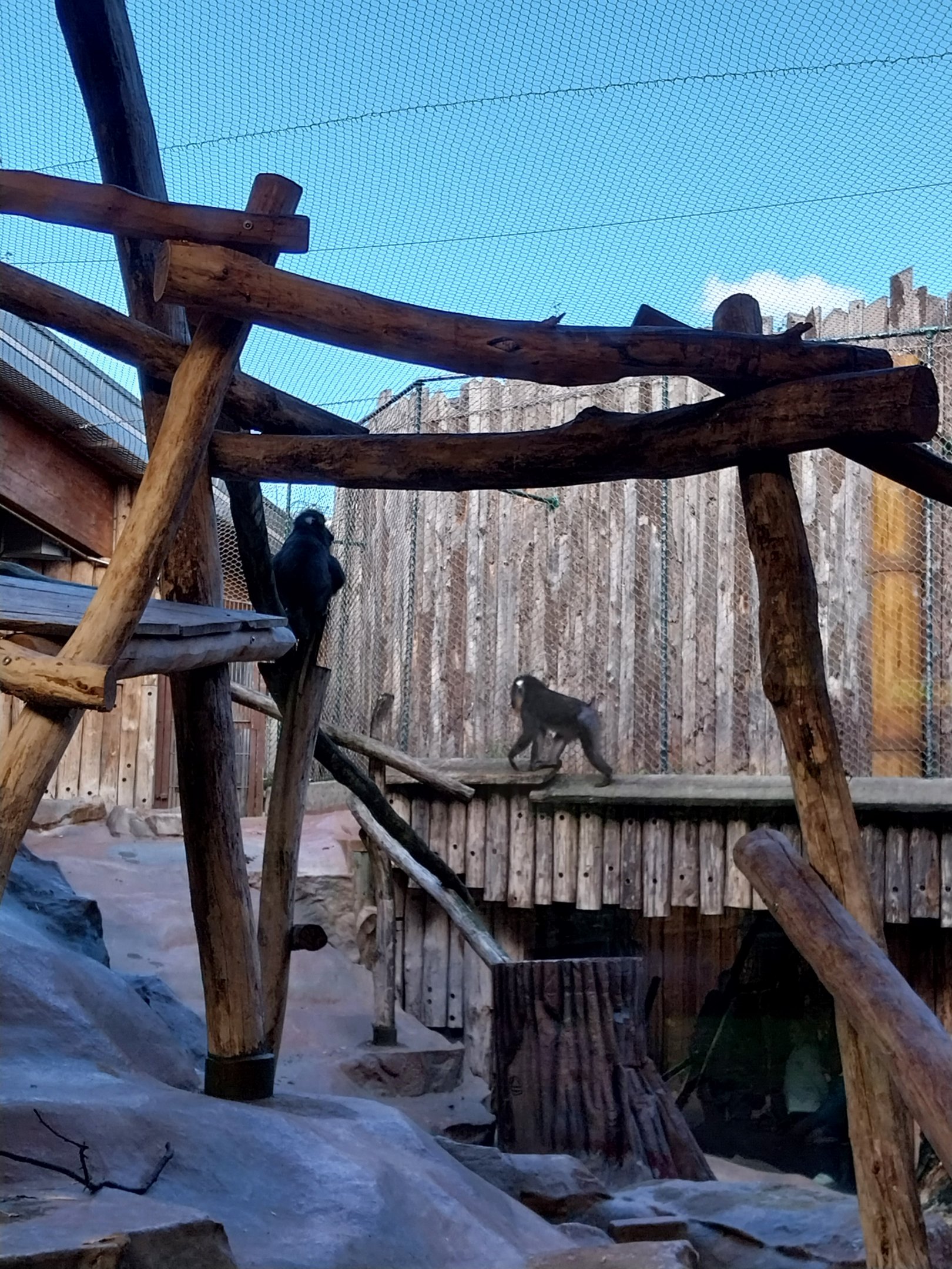 Monkey House - Mandrill (Mandrillus sphinx)