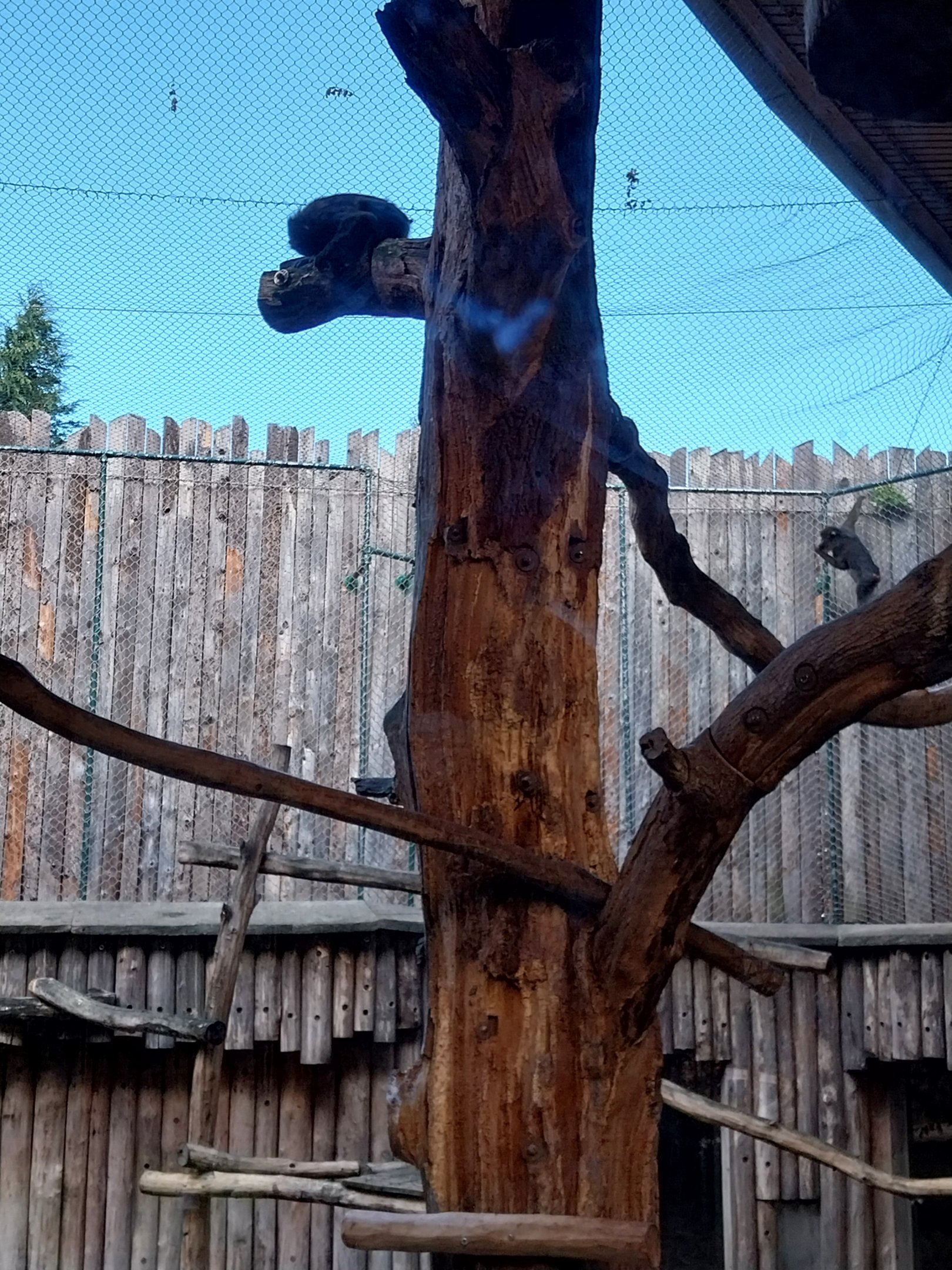 Monkey House - Mandrill (Mandrillus sphinx)