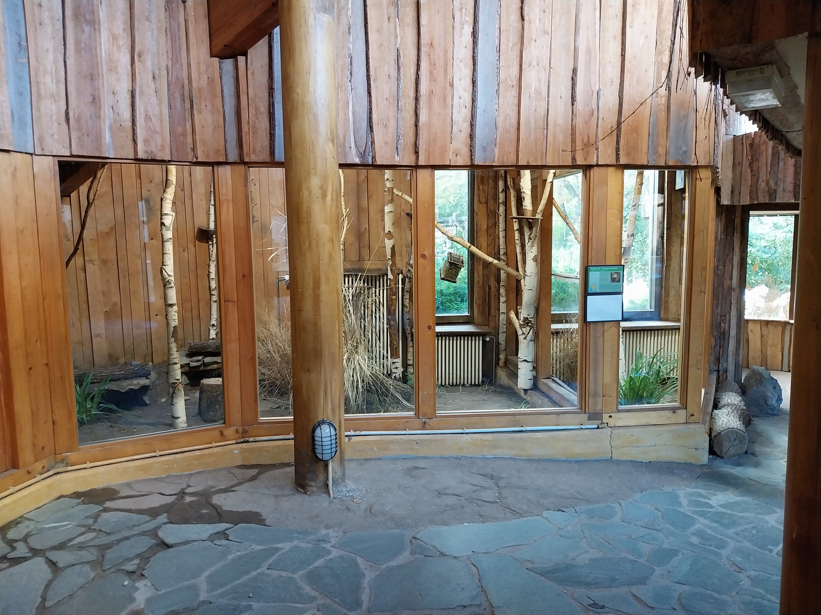 Monkey House - Northern Talapoin Monkey (Miopithecus ogouensis) - First exhibit