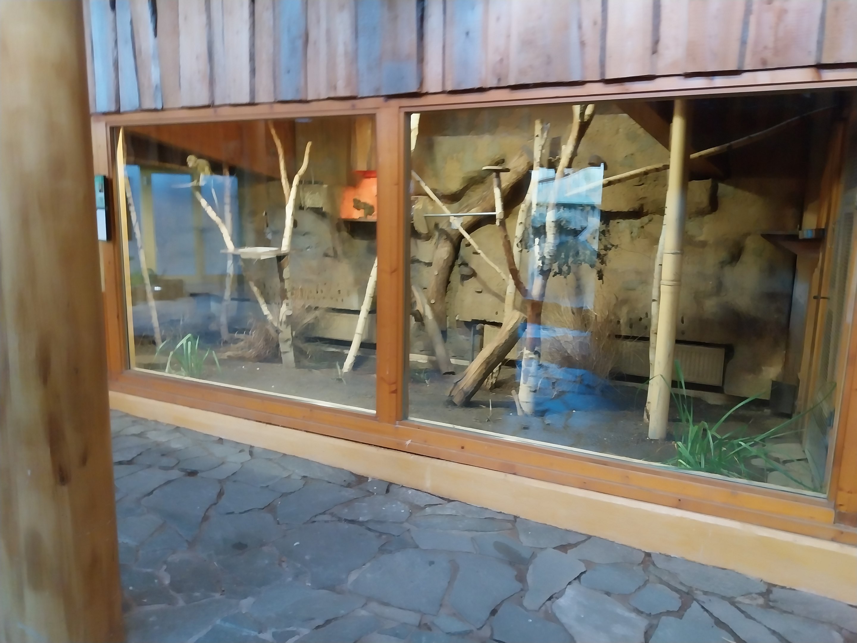 Monkey House - Northern Talapoin Monkey (Miopithecus ogouensis) - Second exhibit
