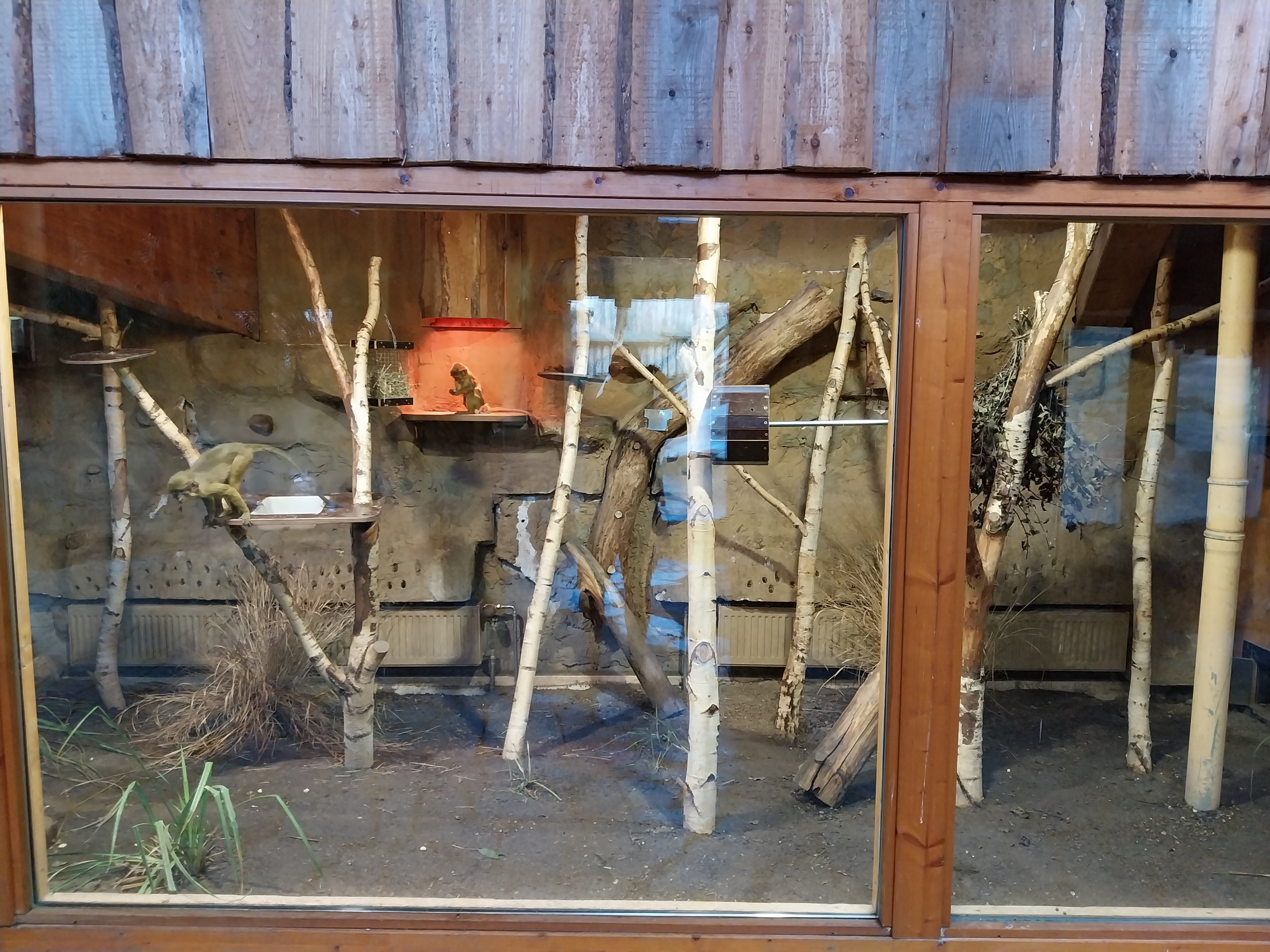 Monkey House - Northern Talapoin Monkey (Miopithecus ogouensis) - Second exhibit