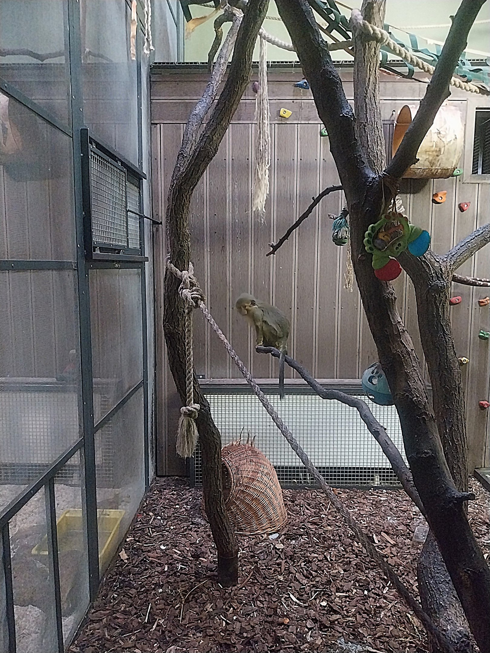 Monkey House - Northern Talapoin Monkey (Miopithecus ogouensis)