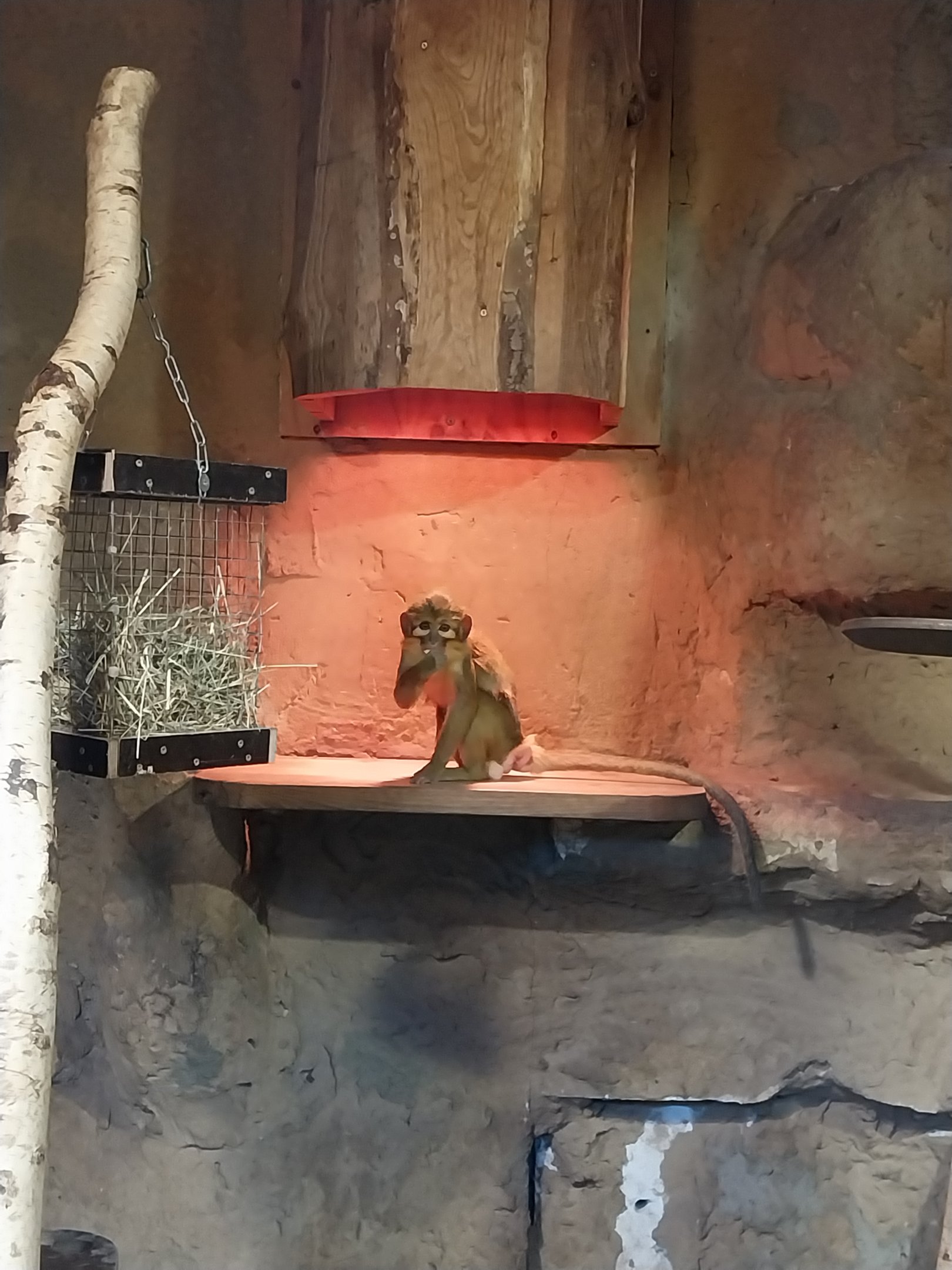 Monkey House - Northern Talapoin Monkey (Miopithecus ogouensis)