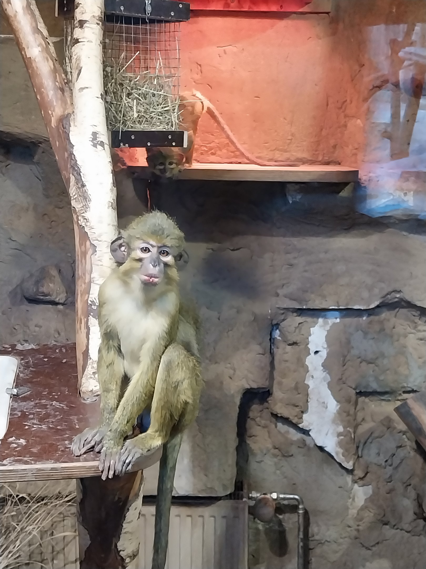 Monkey House - Northern Talapoin Monkey (Miopithecus ogouensis)