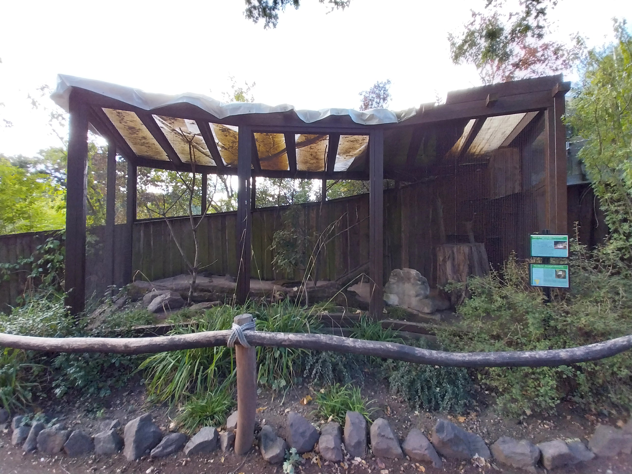 Monkey House - Northern Talapoin Monkey (Miopithecus ogouensis)