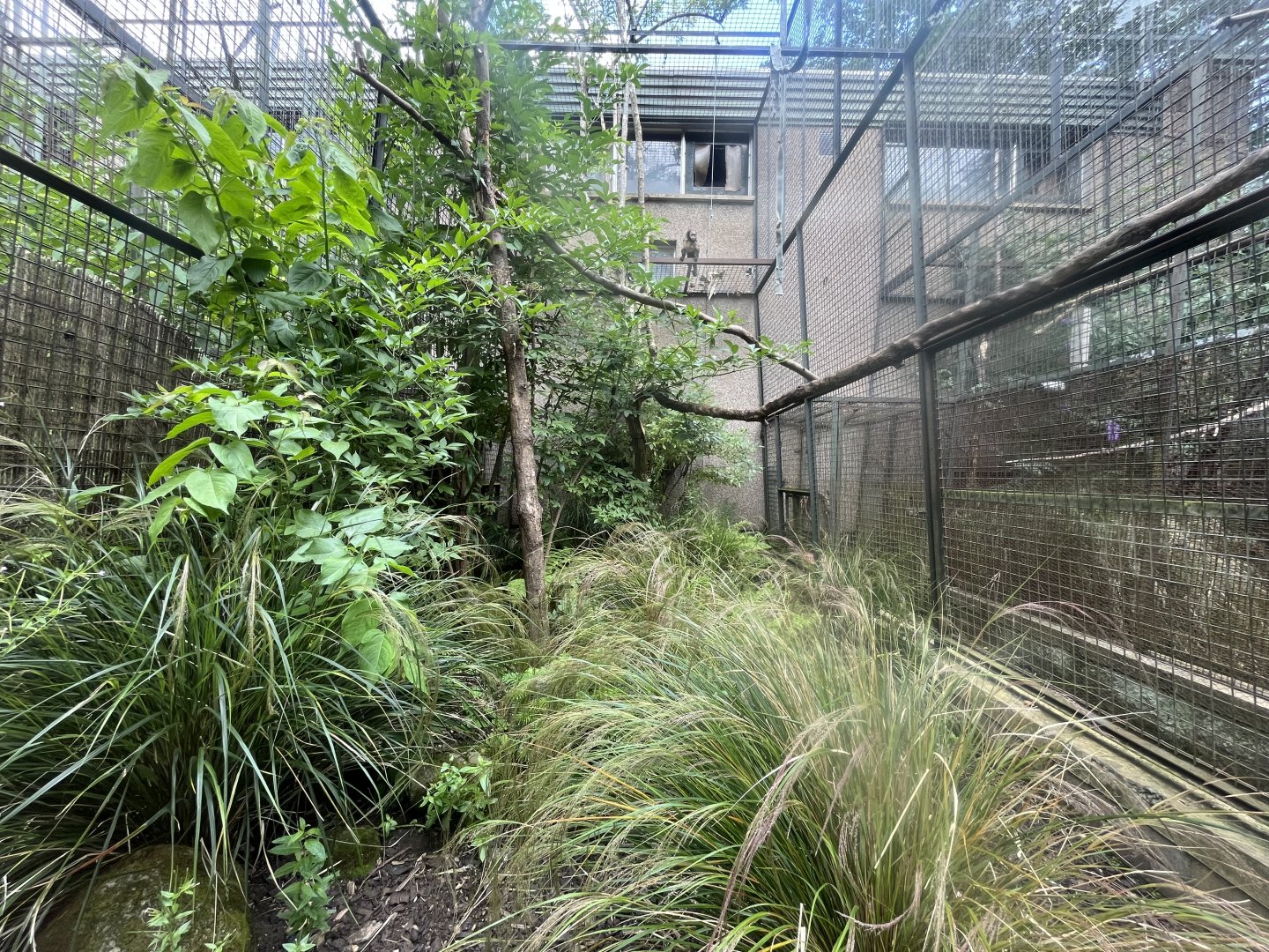 Monkey house outdoor cage 20.7.23