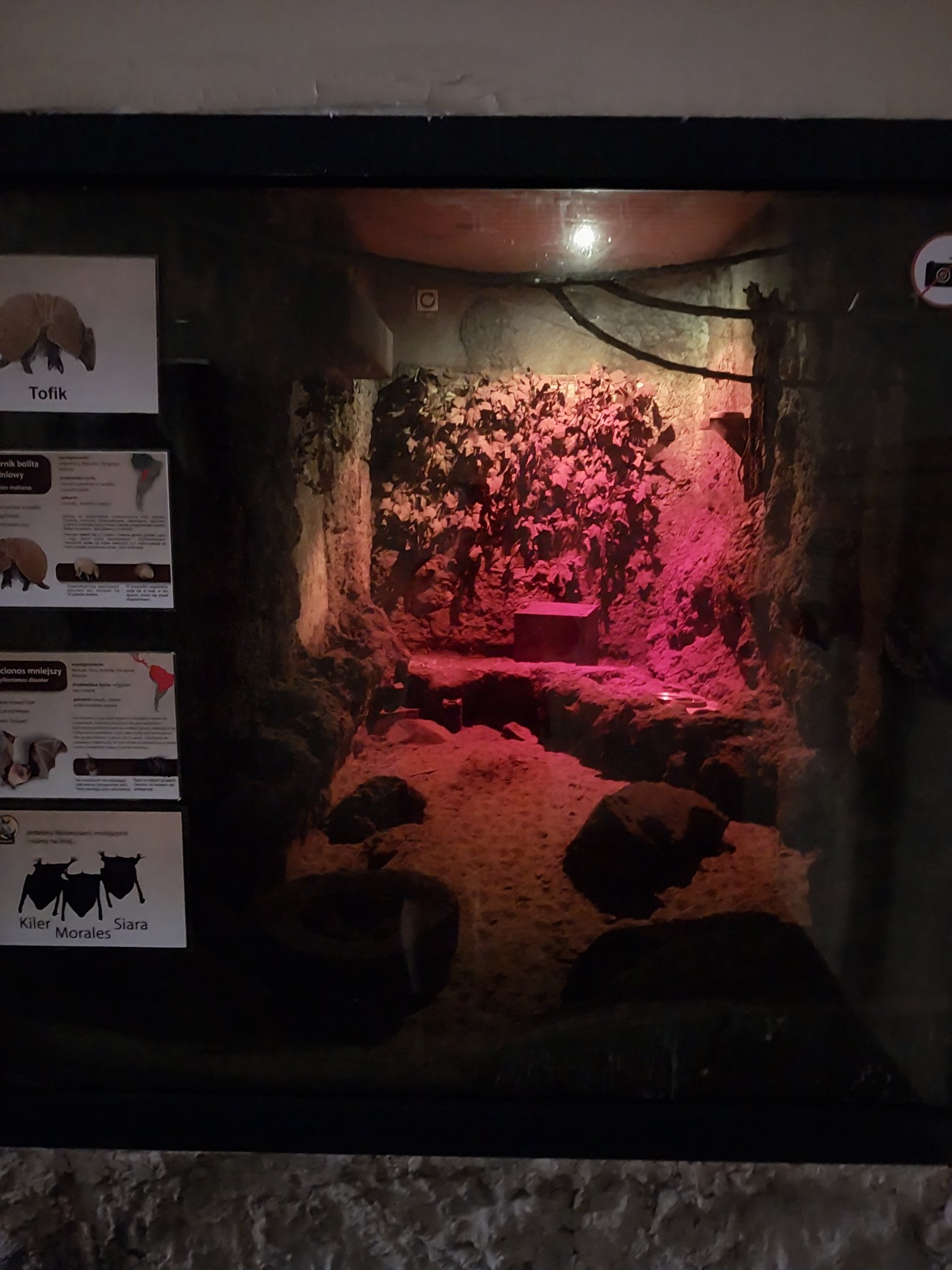 Monkey House - Pale Spear-nosed Bat (Phyllostomus discolor) and Southern Three-banded Armadillo (Tolypeutes matacus)