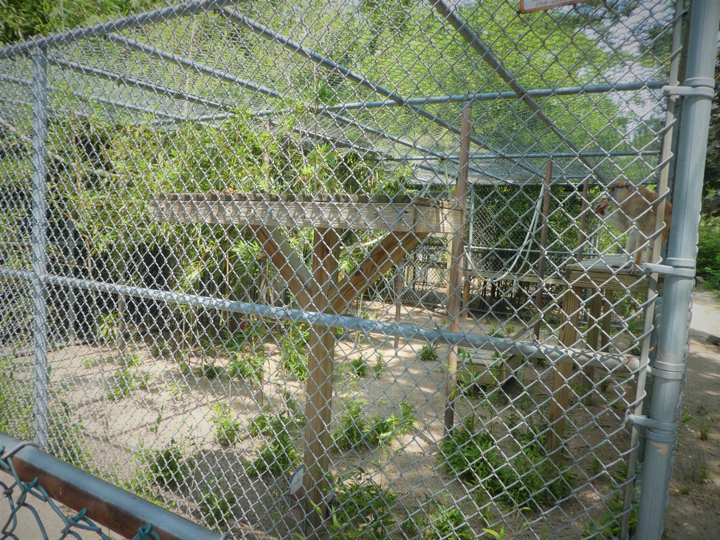Monkey House - Patas Monkey Exhibit