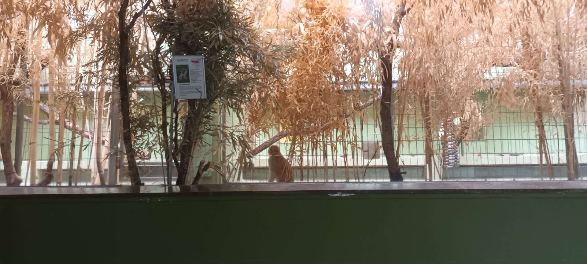 Monkey House: Patas Monkey indoor Enclosure