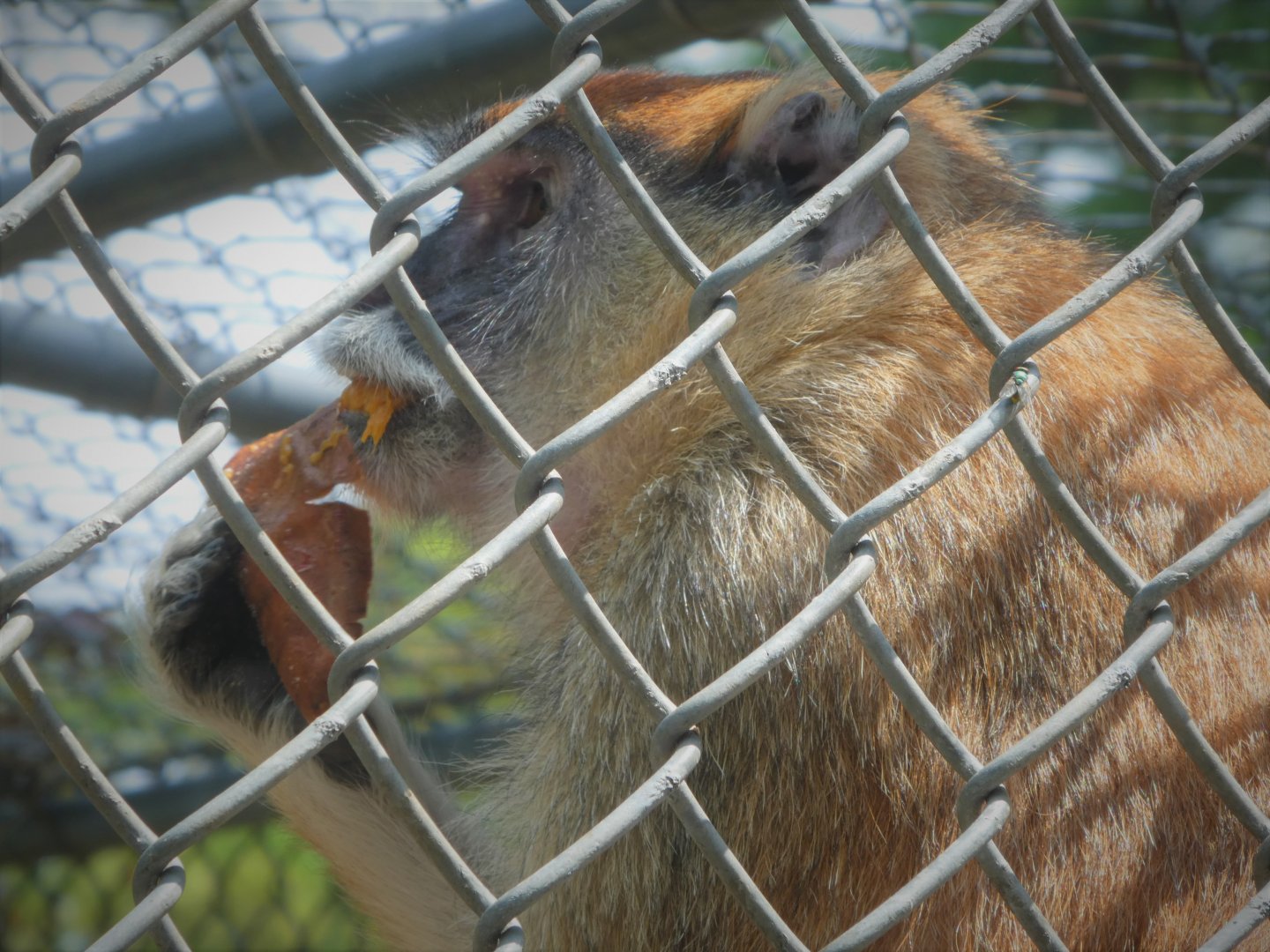 Monkey House - Patas Monkey
