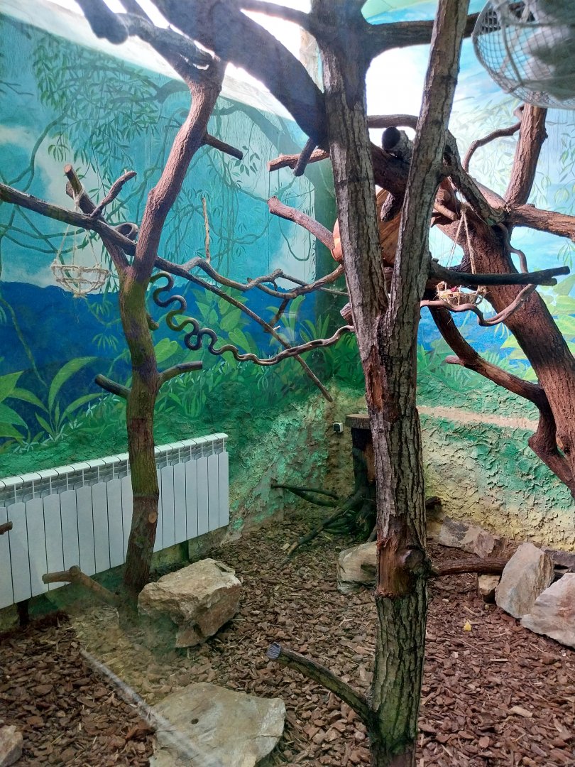 Monkey House - Pied Tamarin (Saguinus bicolor)