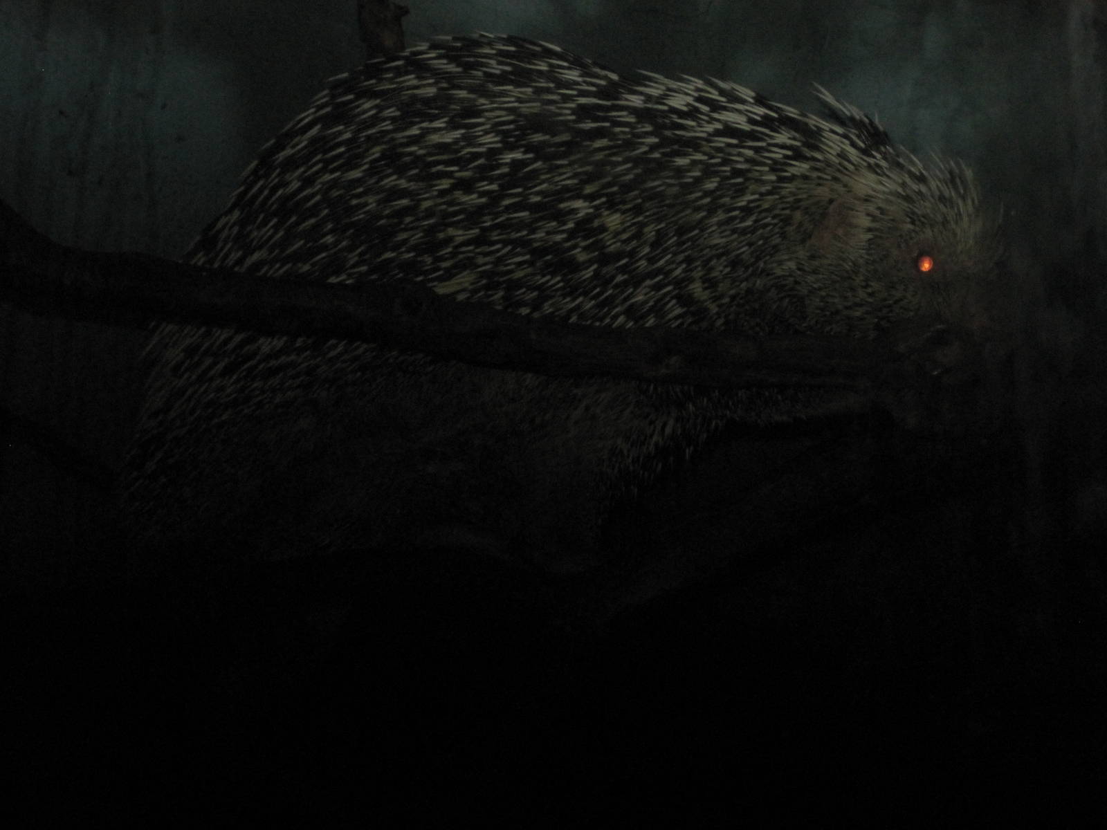 Monkey House- Prehensile-Tailed Porcupine