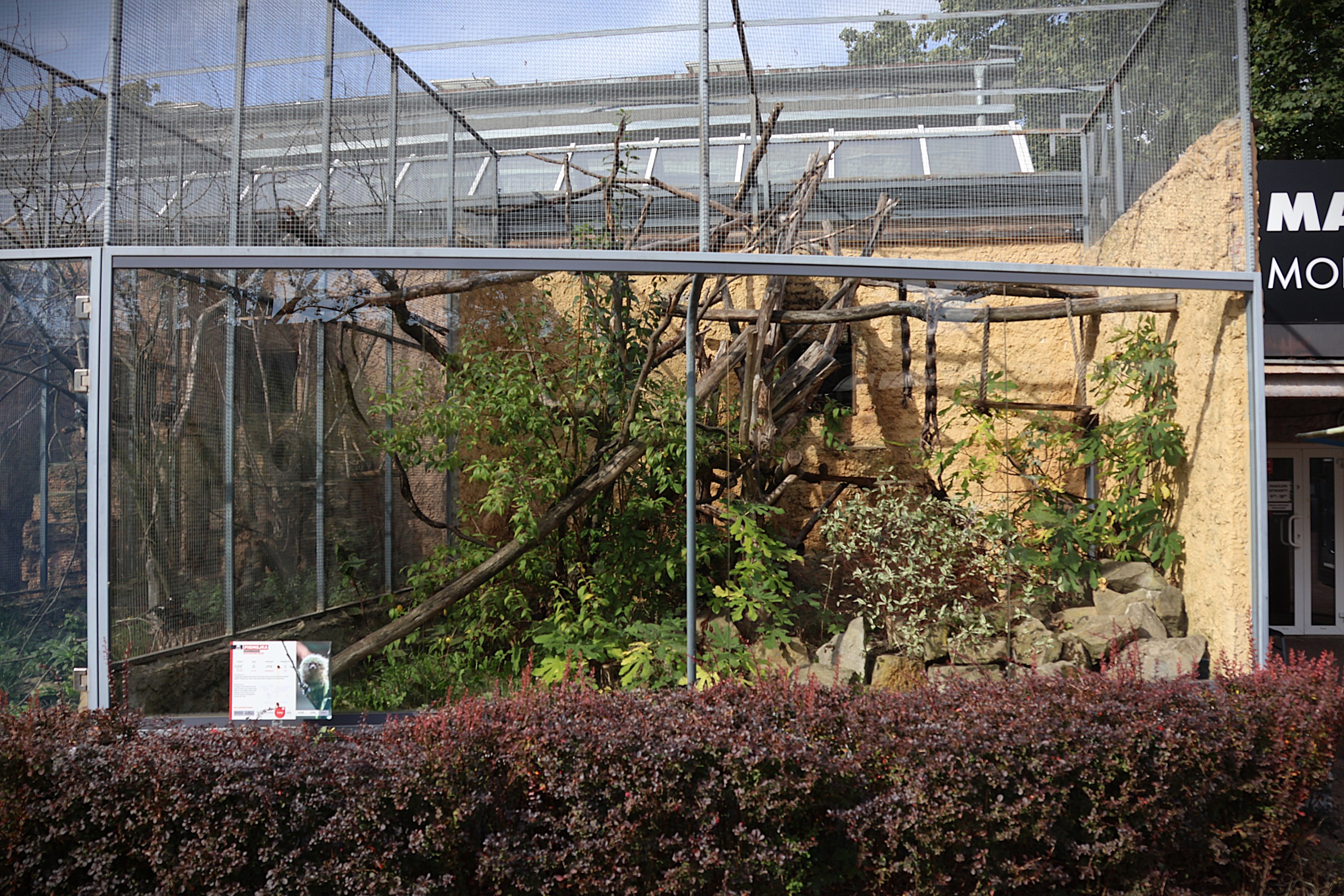 Monkey House - Pygmy marmoset (Cebuella pygmaea)