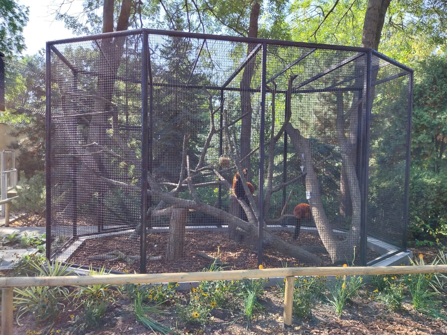 Monkey House - Red Ruffed Lemur (Varecia rubra)