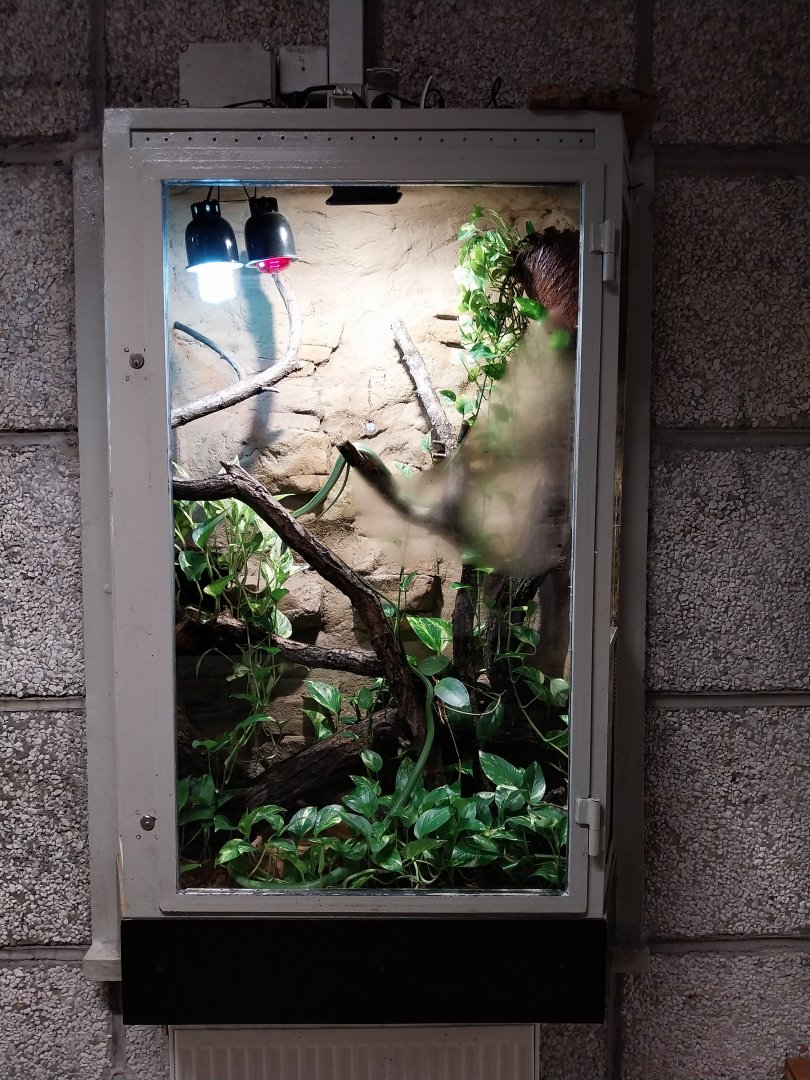 Monkey House - Rhinoceros snake (Gonyosoma boulengeri)