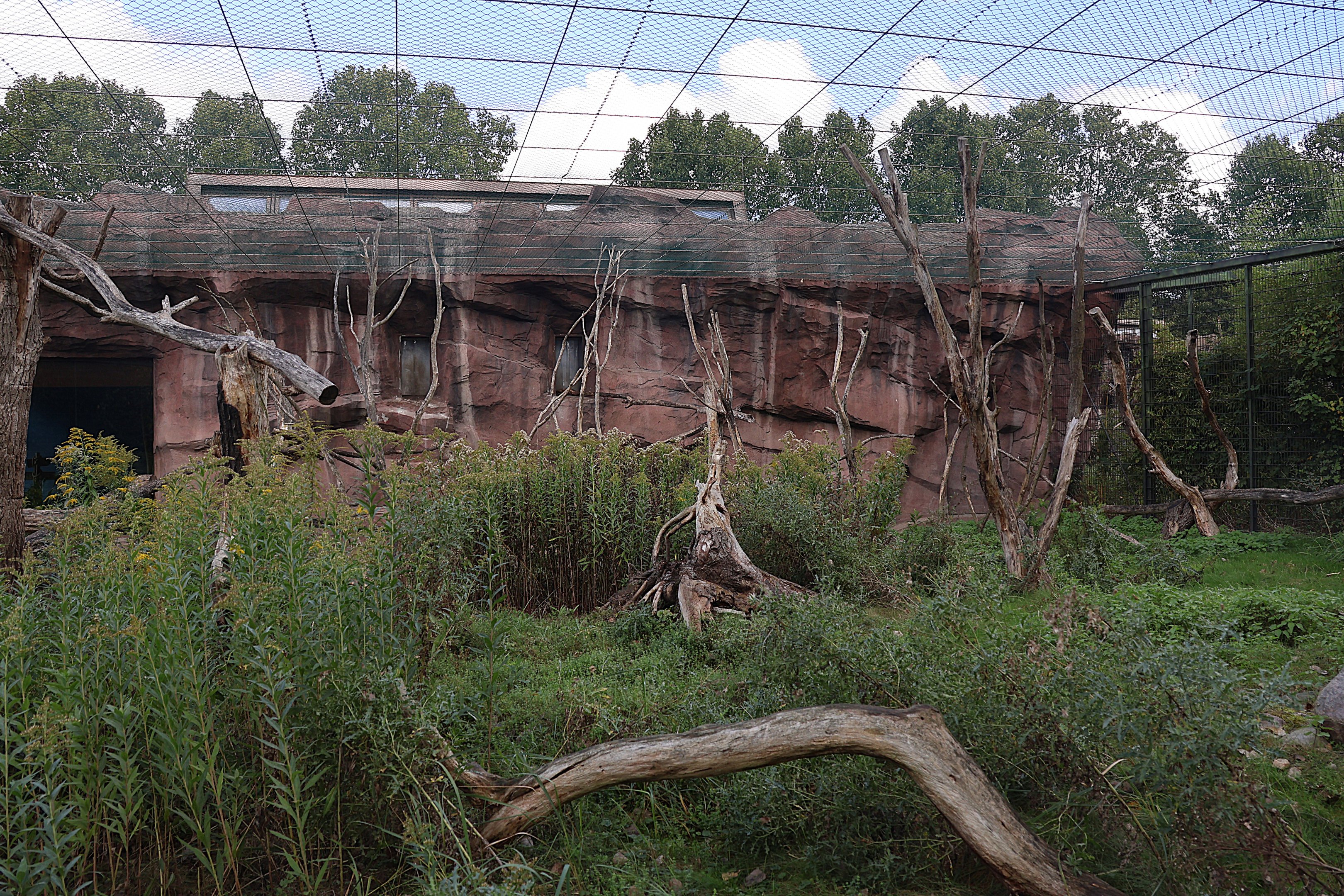 Monkey House - Roloway Guenon (Cercopithecus roloway)