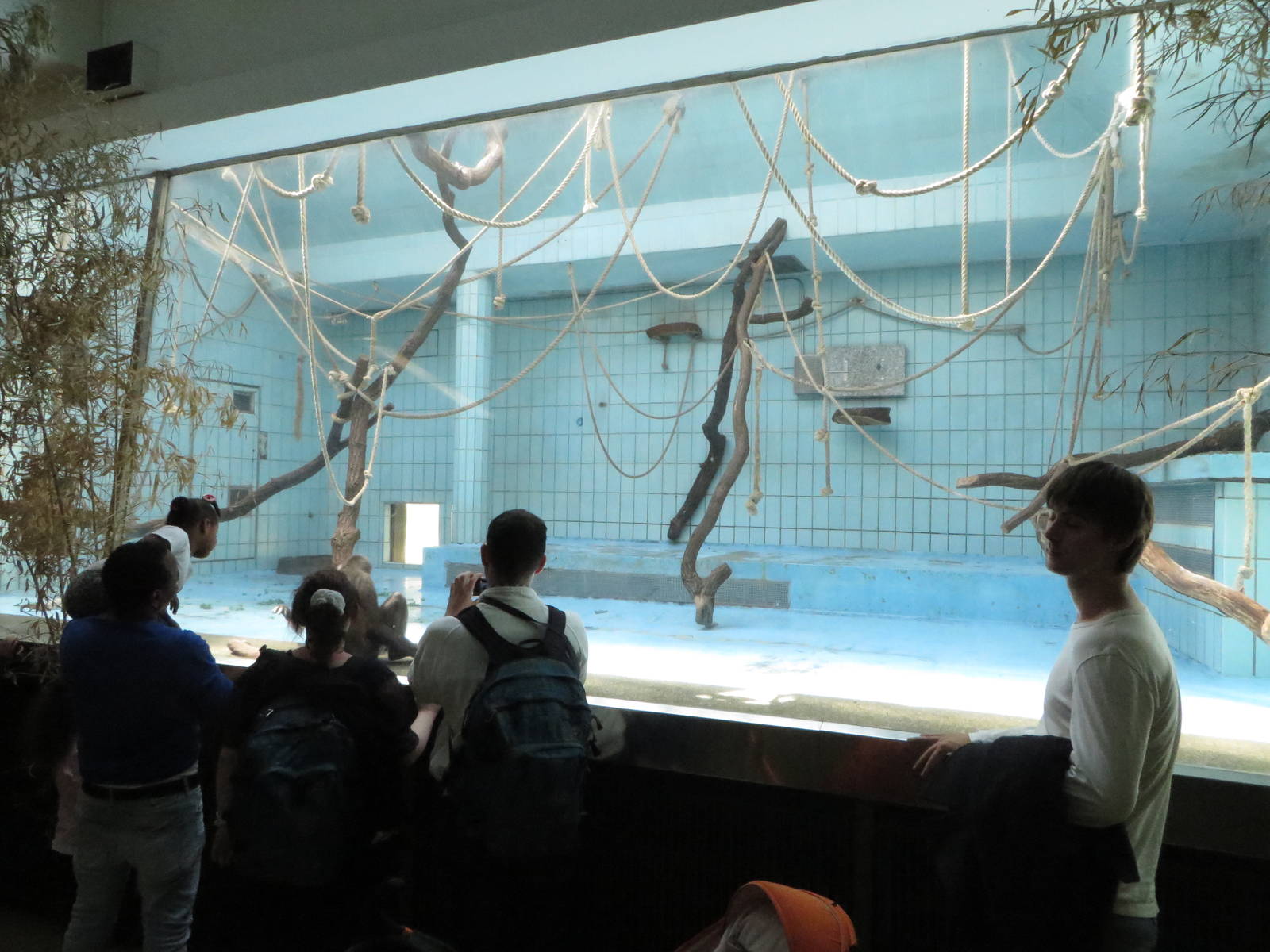 Monkey house - spider monkey indoors