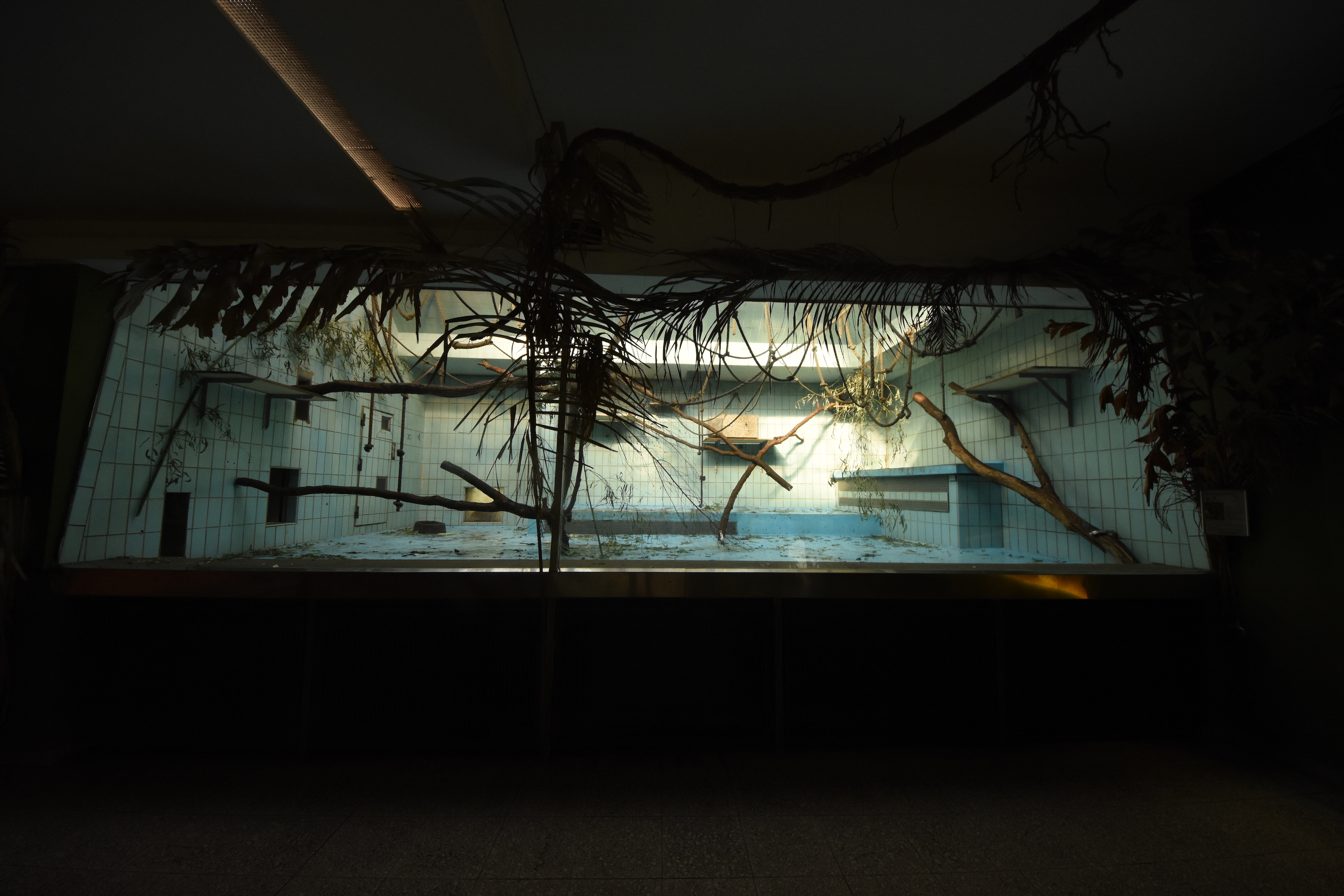 Monkey house - Spider monkey indoors