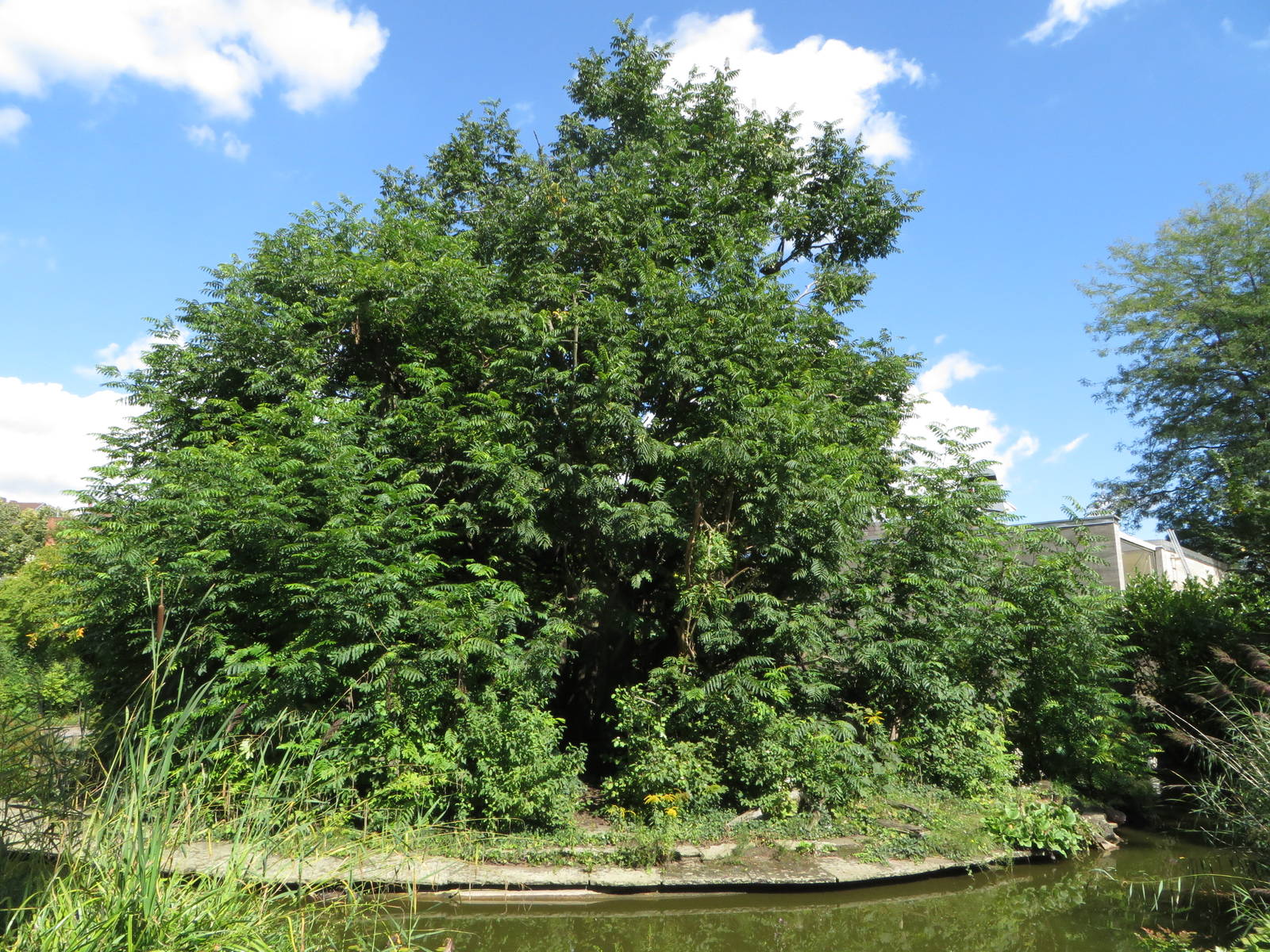 Monkey house - spider monkey outdoors