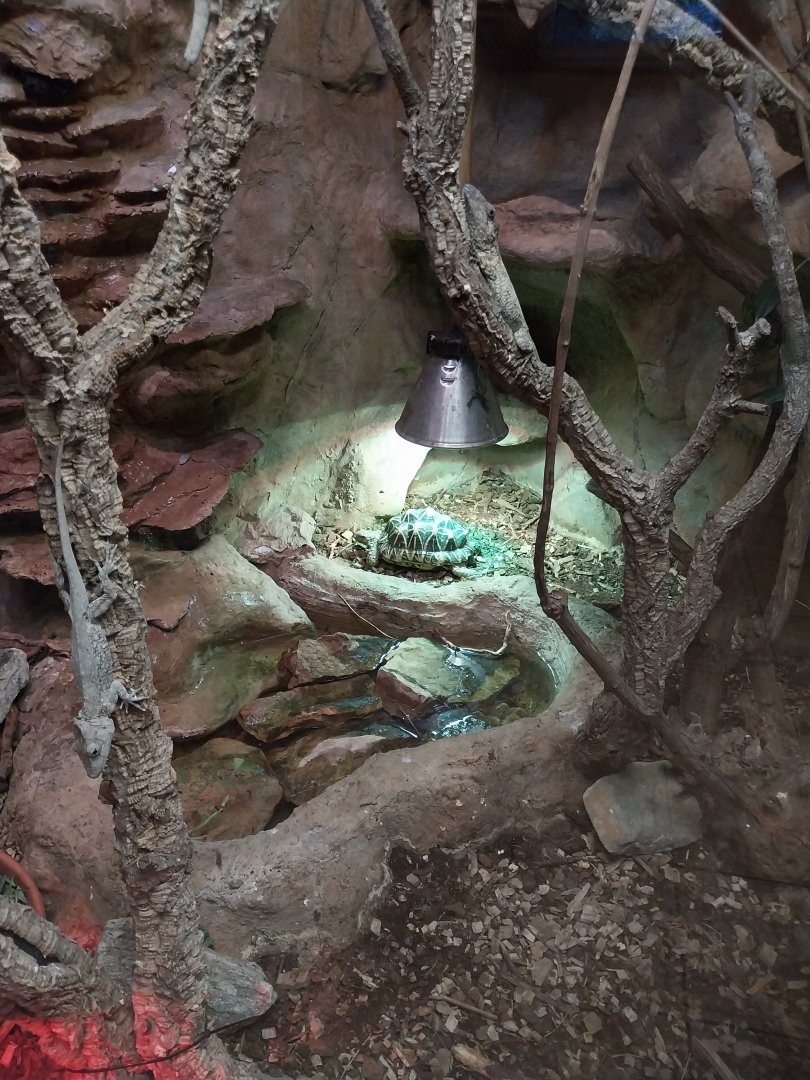 Monkey House -  Star Tortoise (Geochelone elegans)