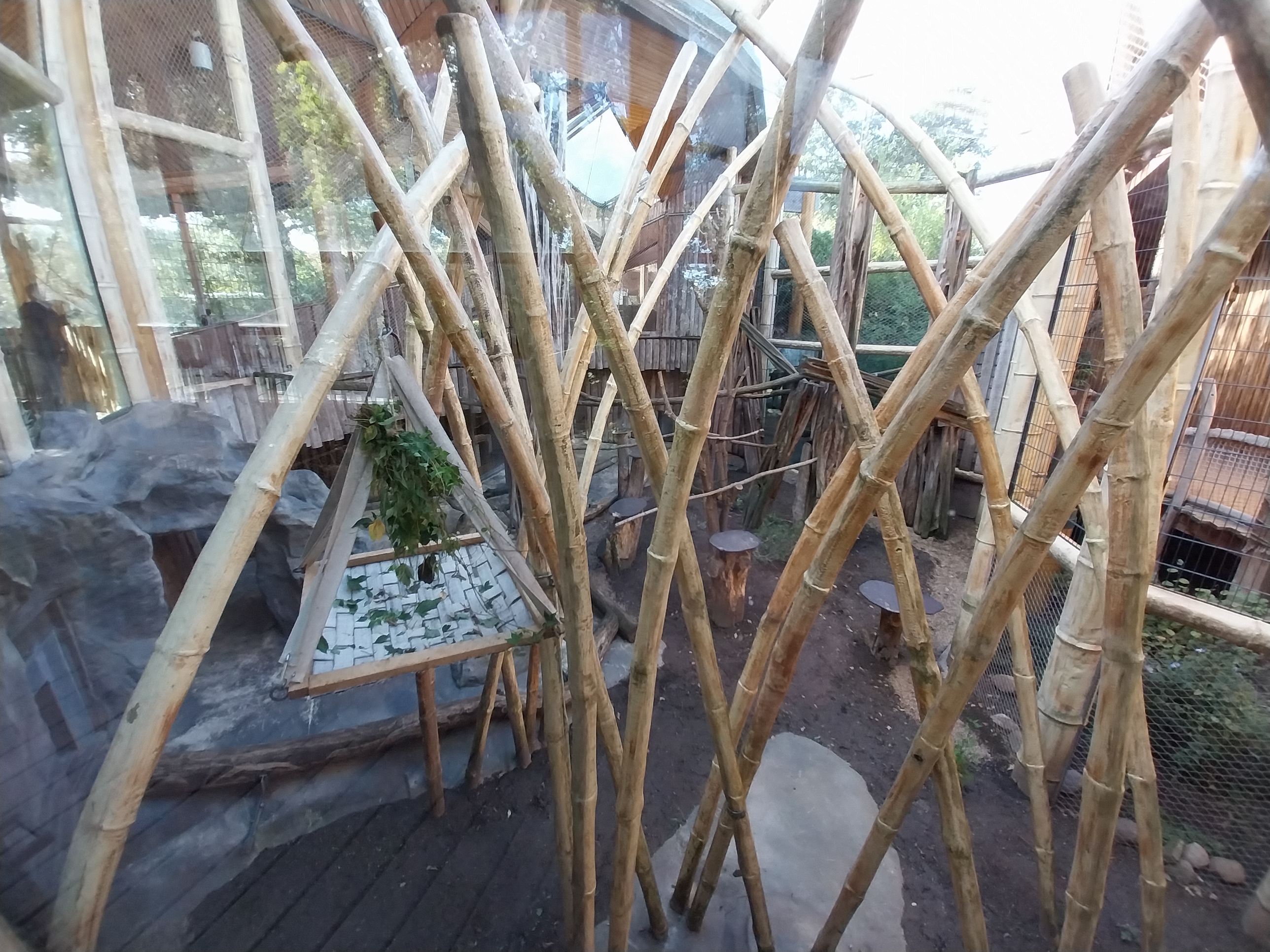 Monkey House - Tanzanian Black-and-White Colobus (Colobus angolensis palliatus)