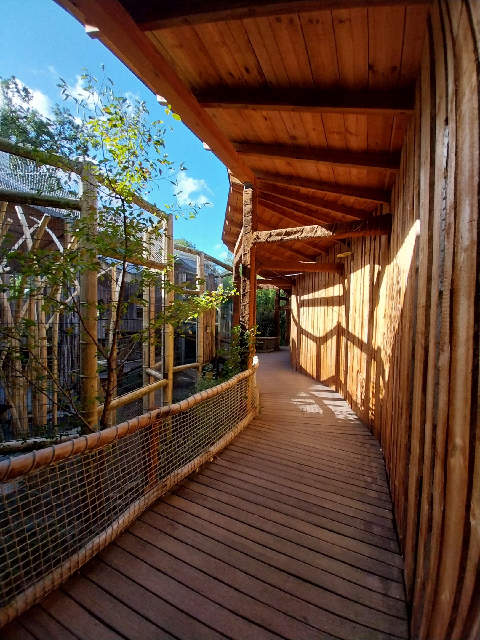 Monkey House - Tanzanian Black-and-White Colobus (Colobus angolensis palliatus)