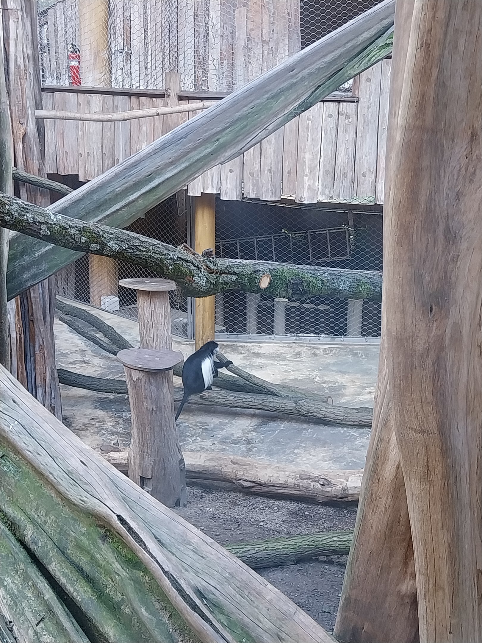 Monkey House - Tanzanian Black-and-White Colobus (Colobus angolensis palliatus)