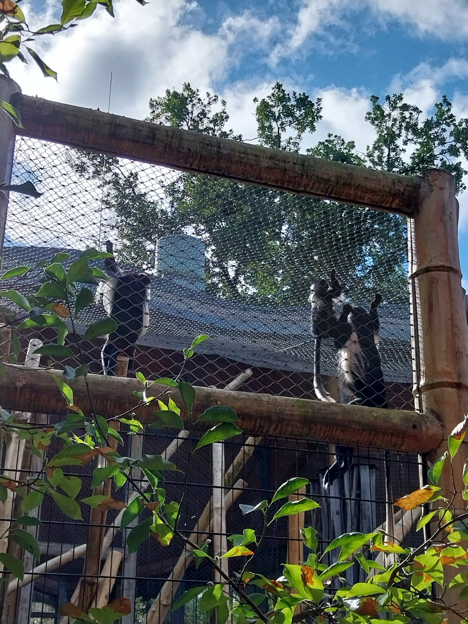 Monkey House - Tanzanian Black-and-White Colobus (Colobus angolensis palliatus)