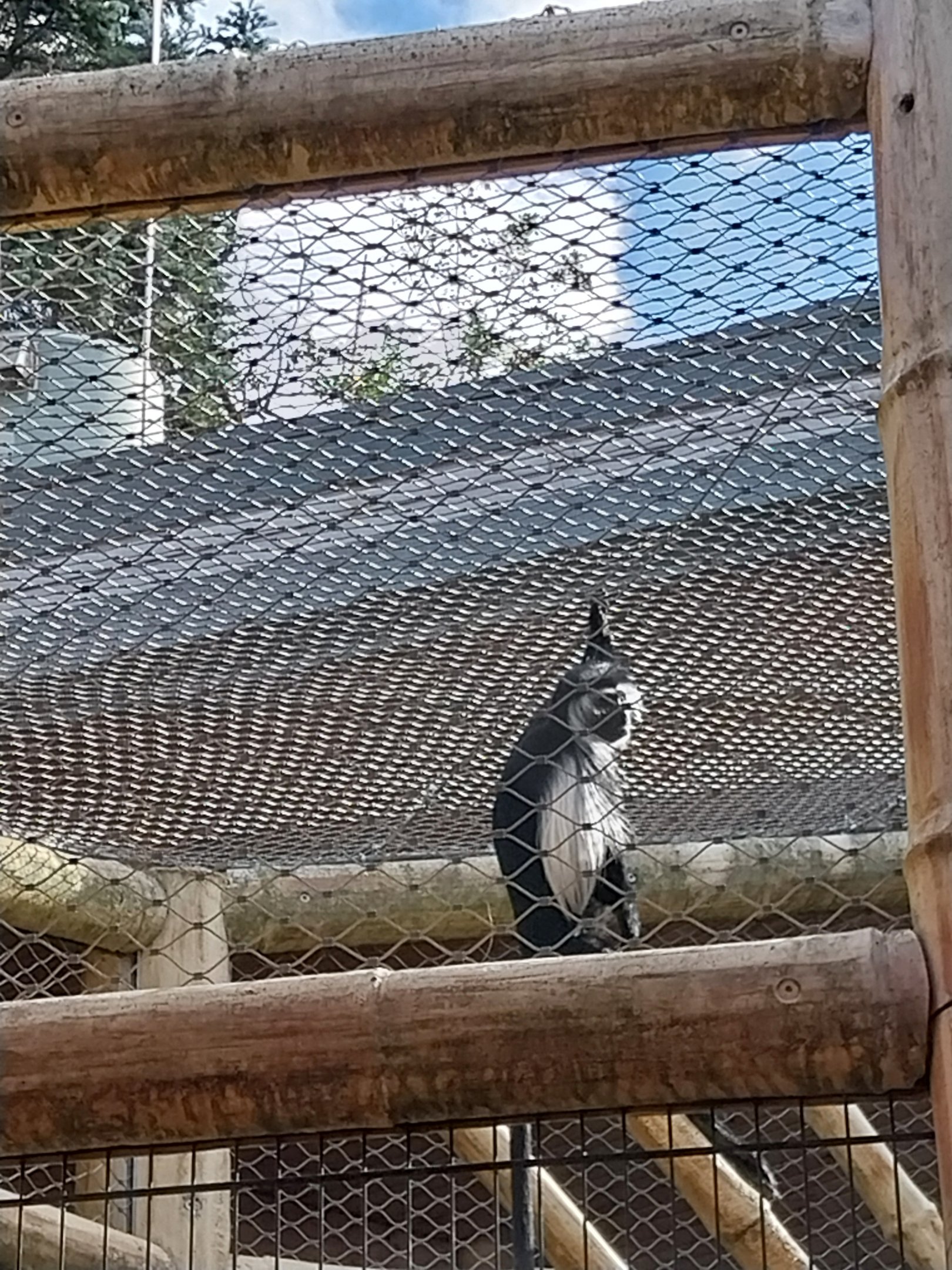 Monkey House - Tanzanian Black-and-White Colobus (Colobus angolensis palliatus)