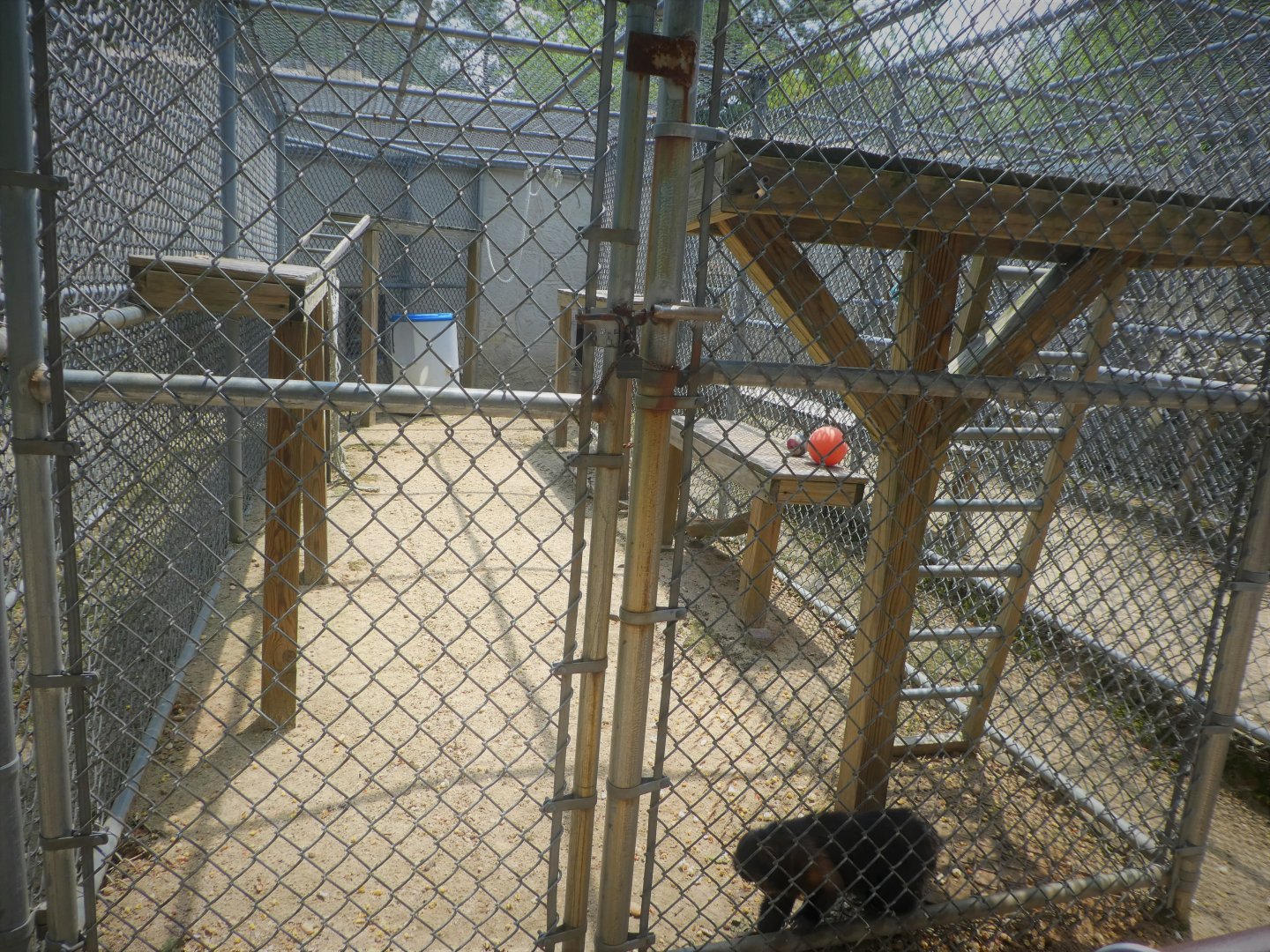 Monkey House - Tufted Capuchin Exhibit 1