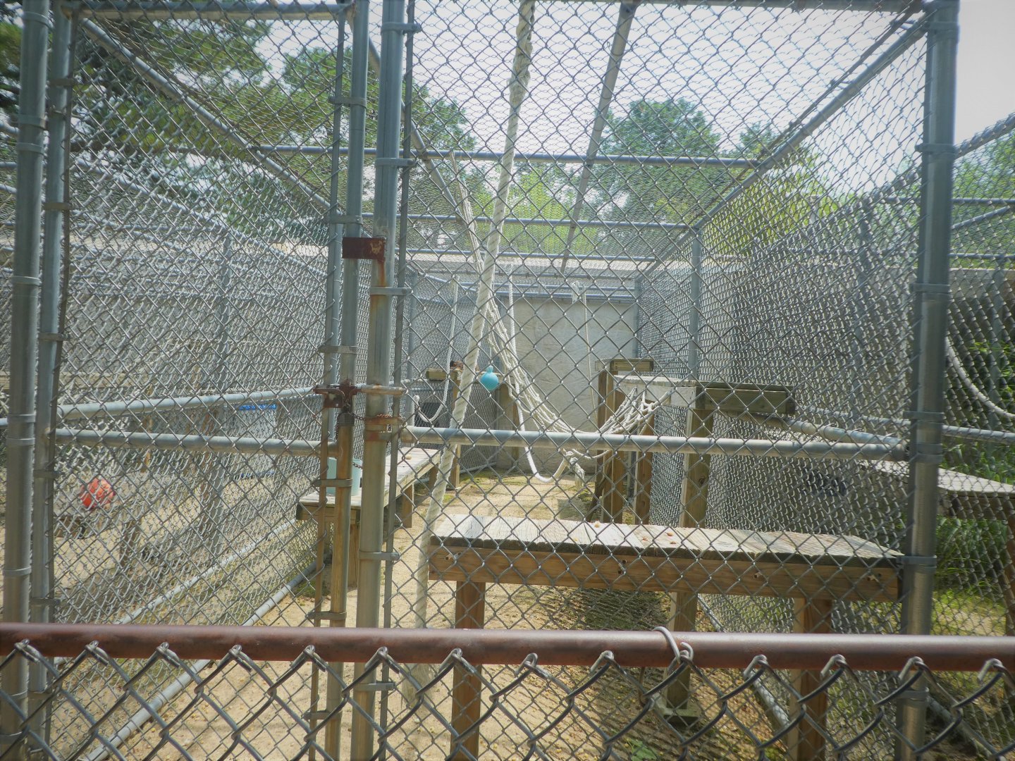 Monkey House - Tufted Capuchin Exhibit 2